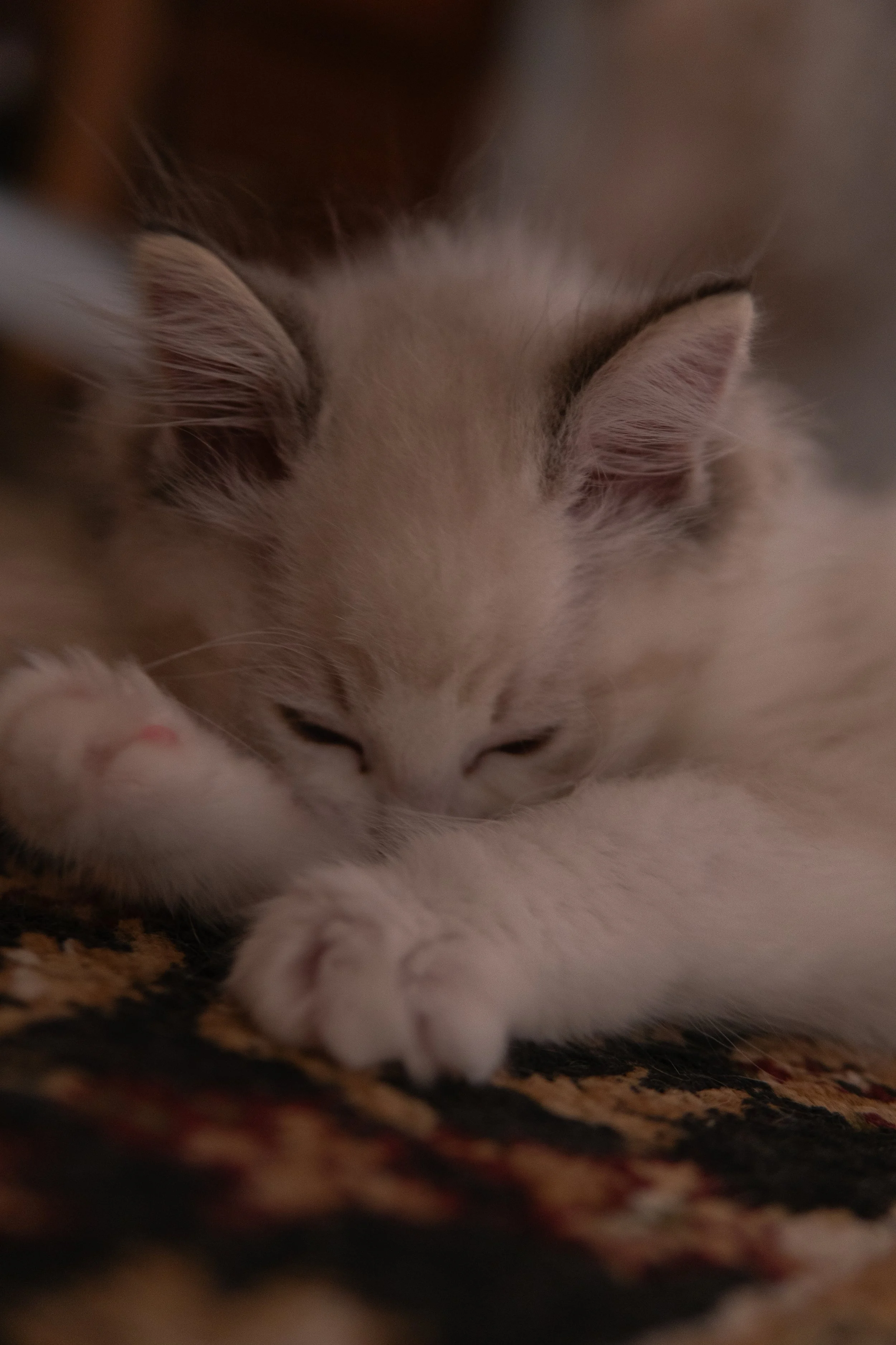 Samir082026-18.jpg