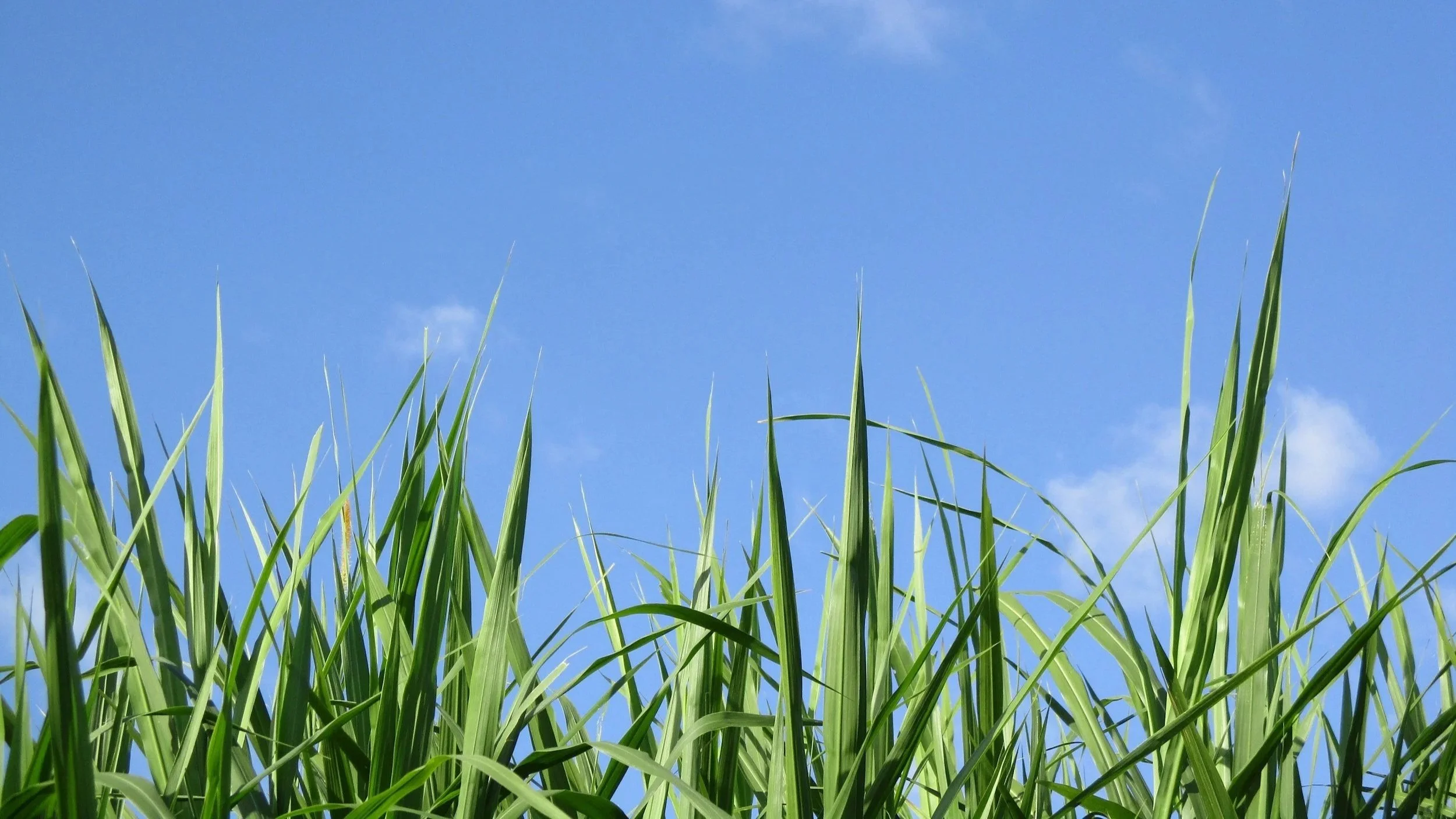Close-up of green grass blades with a clear blue sky and a few wispy clouds in the background.