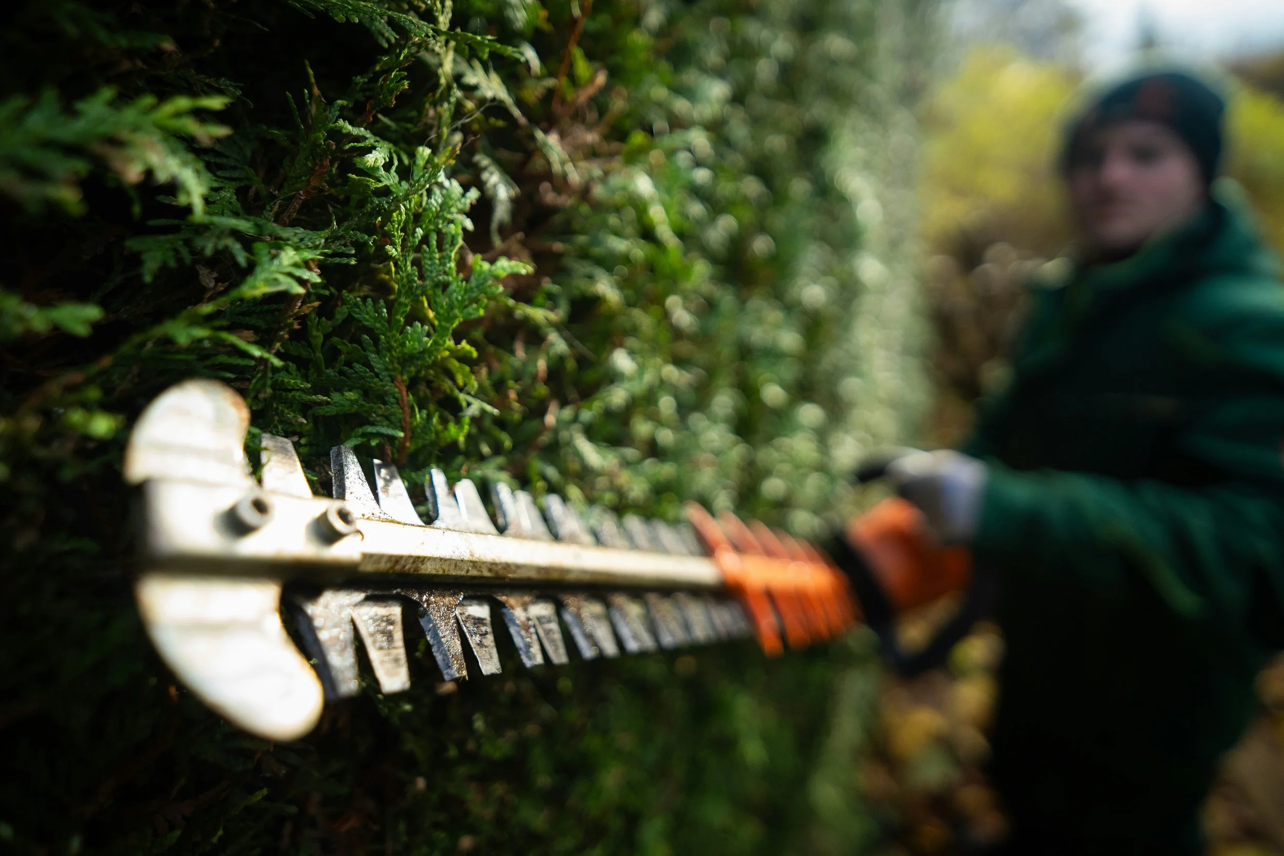 Close-up of a hedge trimmer with sharp blades cutting through dense green foliage, with a blurred person in dark protective clothing and gloves operating it in the background.