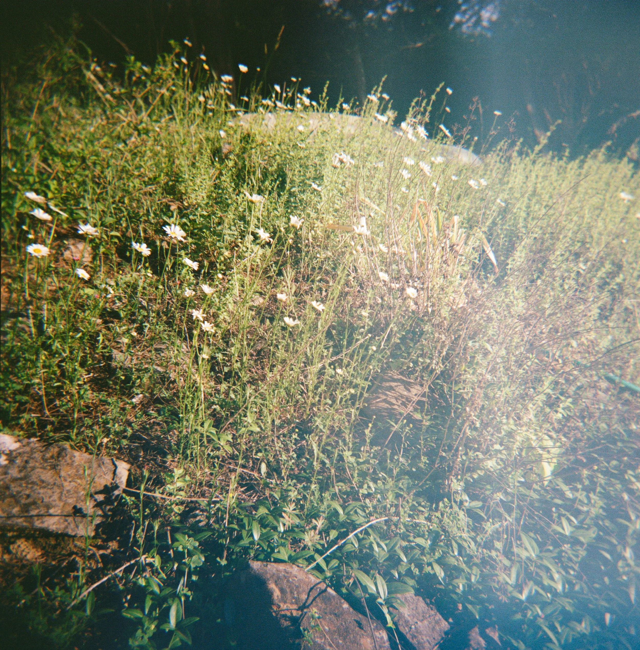 holga24-5.jpg