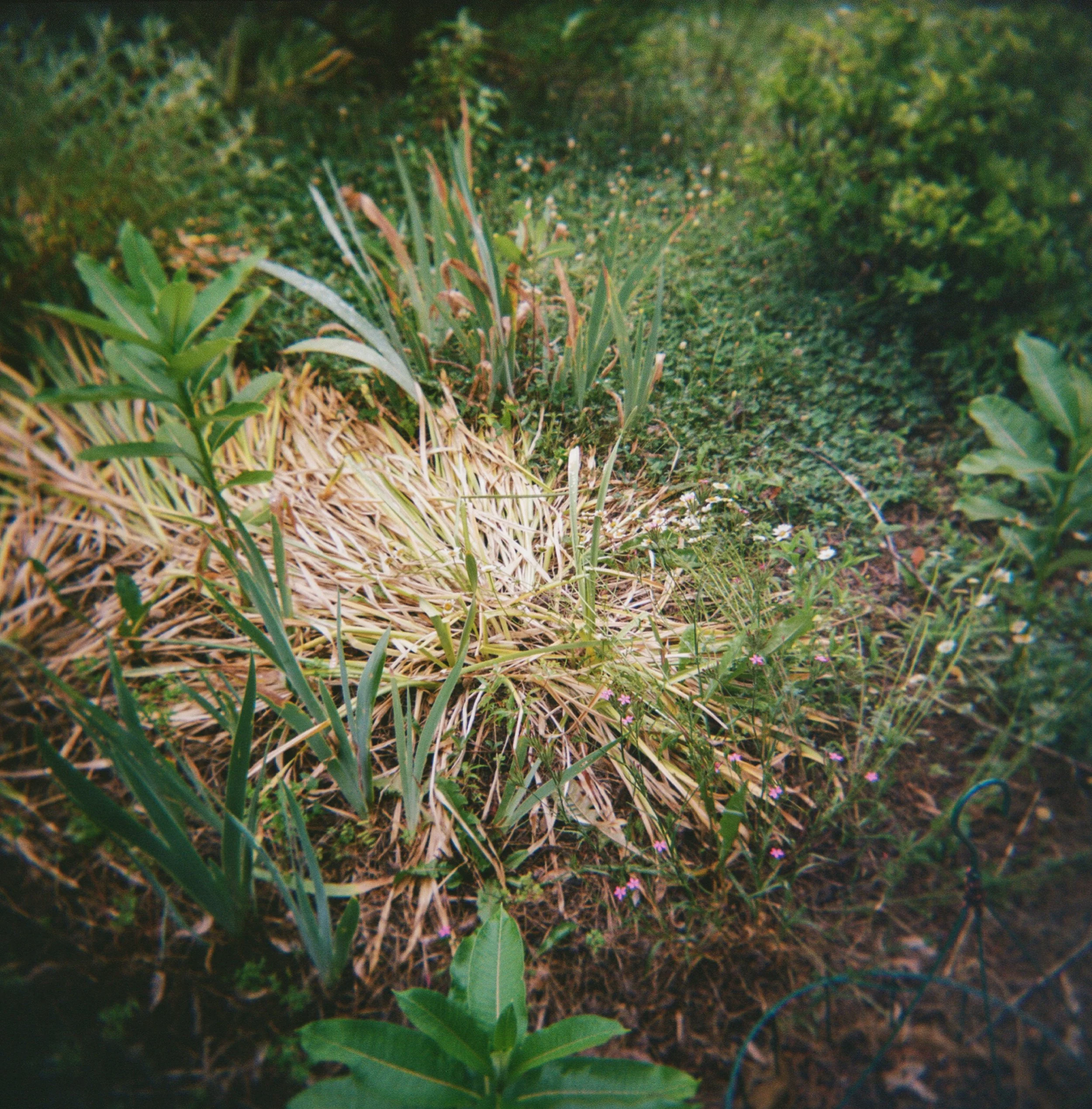 holga24-2.jpg