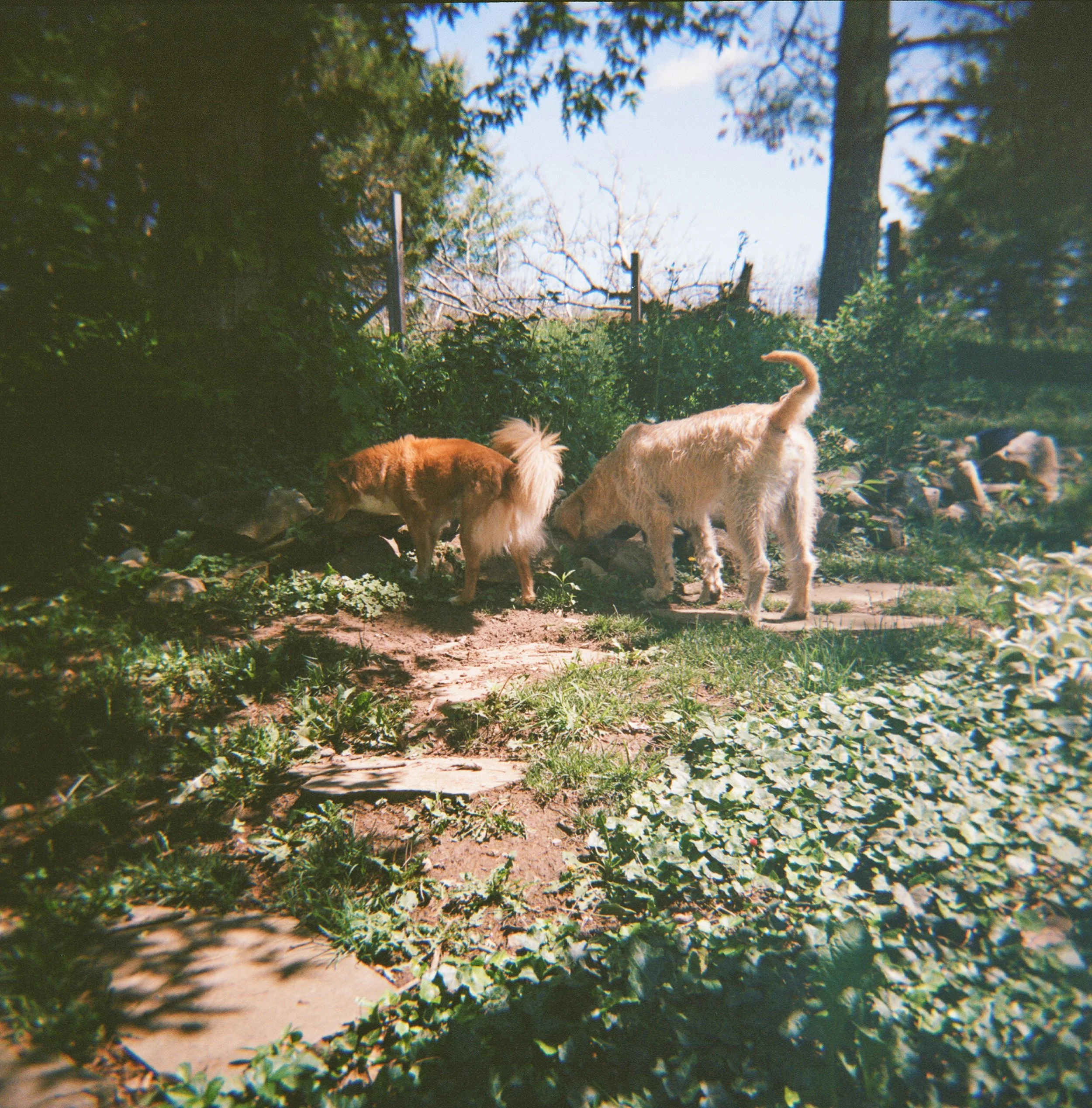 holga24-7.jpg