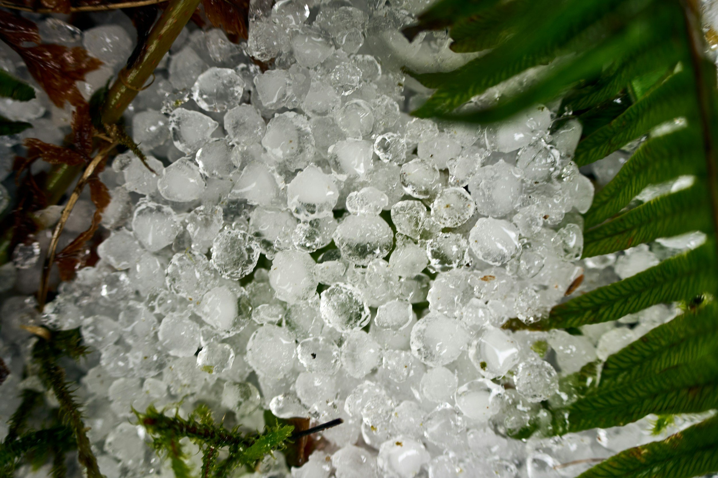 Close-up of hailstones on the ground among green fern leaves and brown plant debris.
