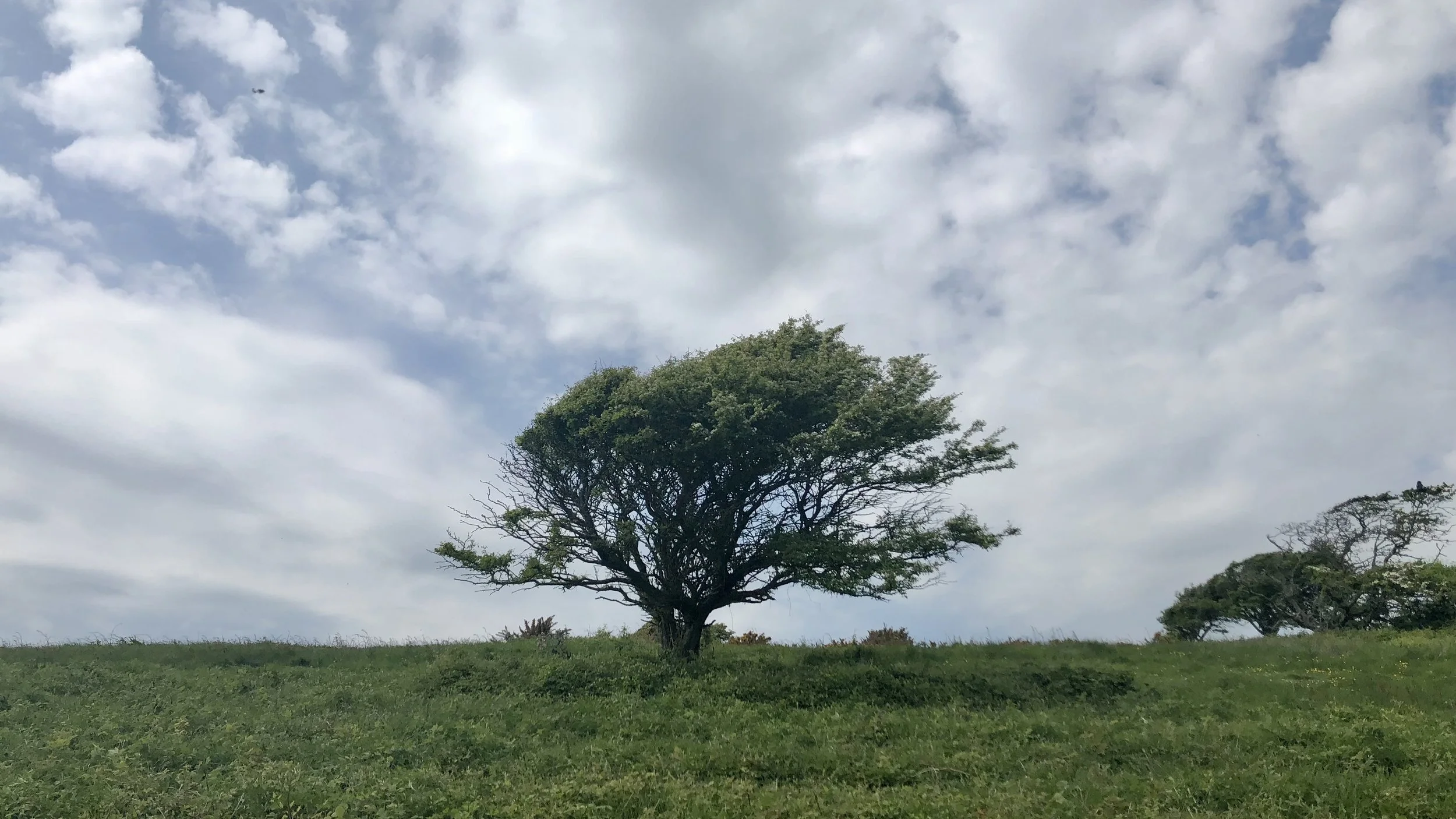 IMG_3227.jpeg