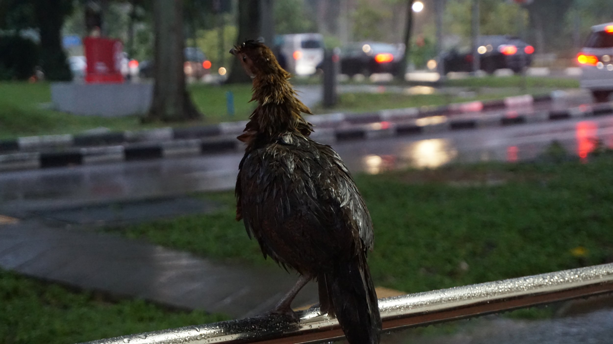 DSC08822.jpeg