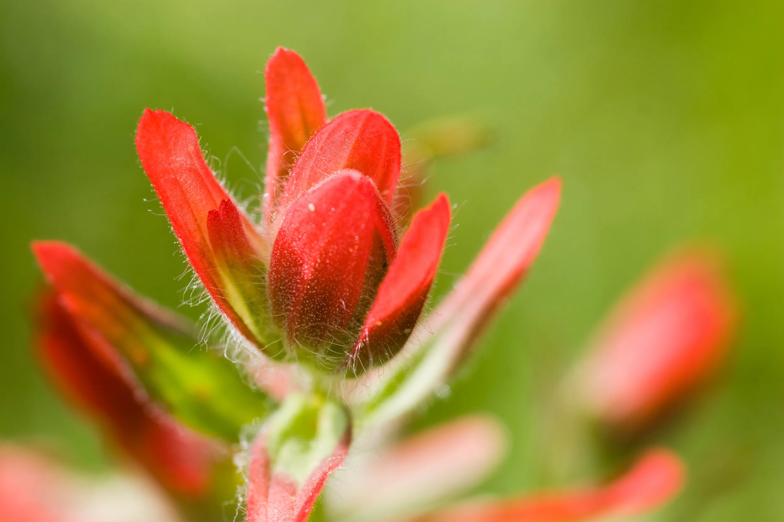 Indian paintbrush Kananaskis AB