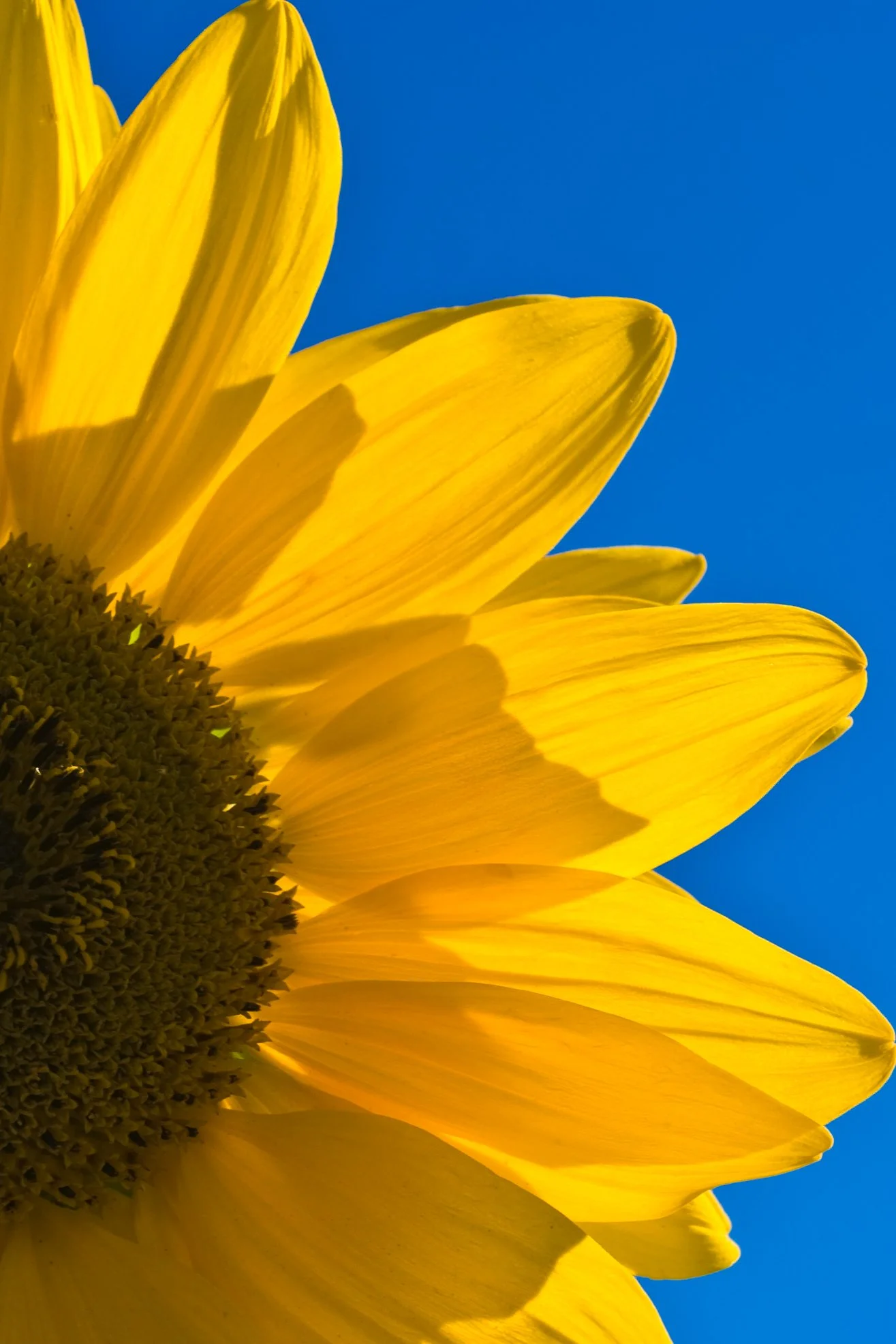 Sunflower against a bright blue sky