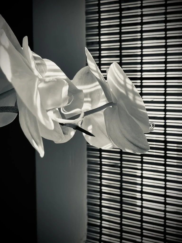 Summer lilac in morning light