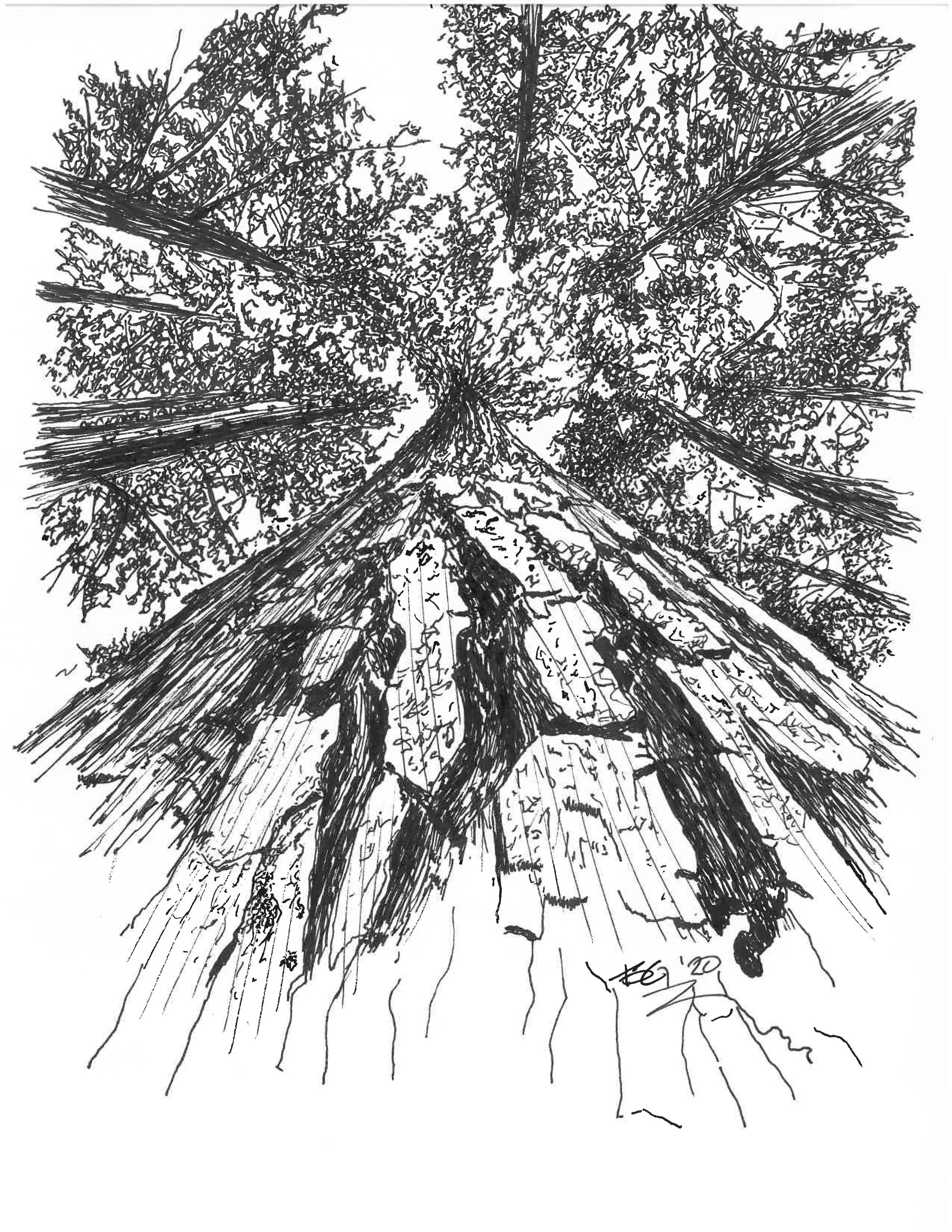 2020 Glacier Pine.jpg