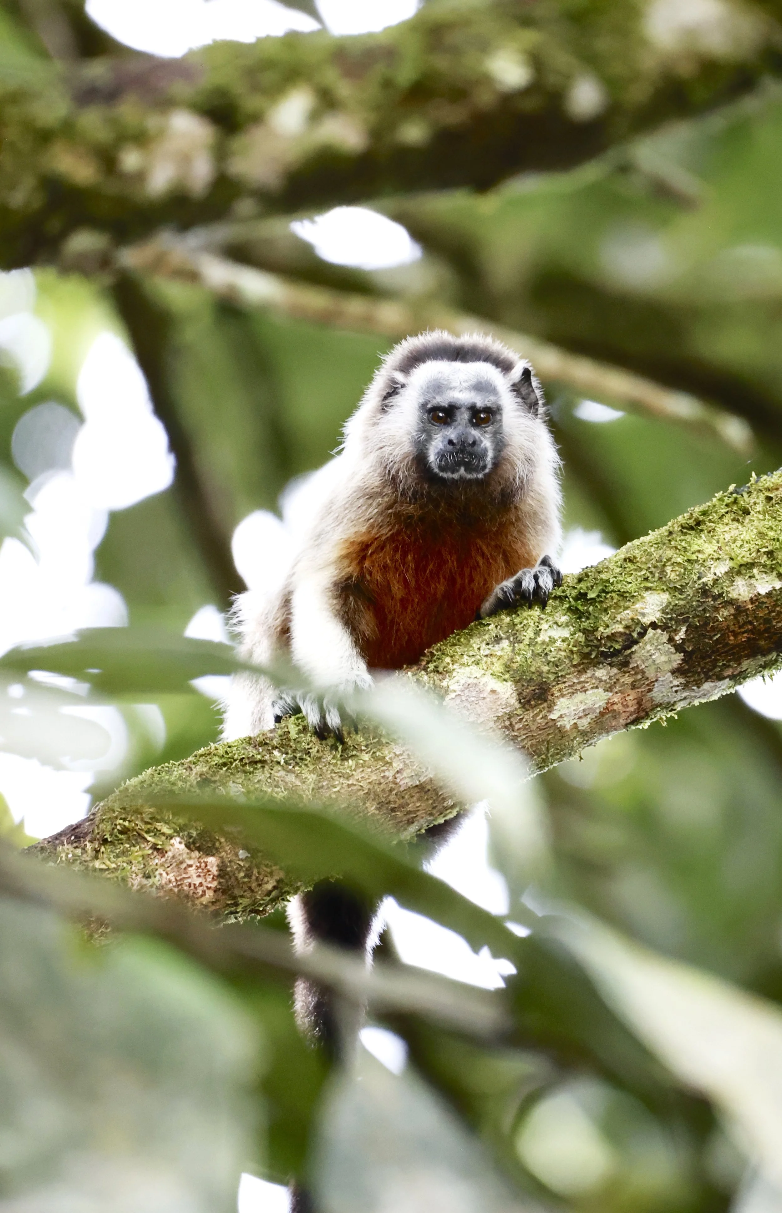 Regenerative Travel Colombia: Learn Spanish in a Nature Reserve That Heals the Land