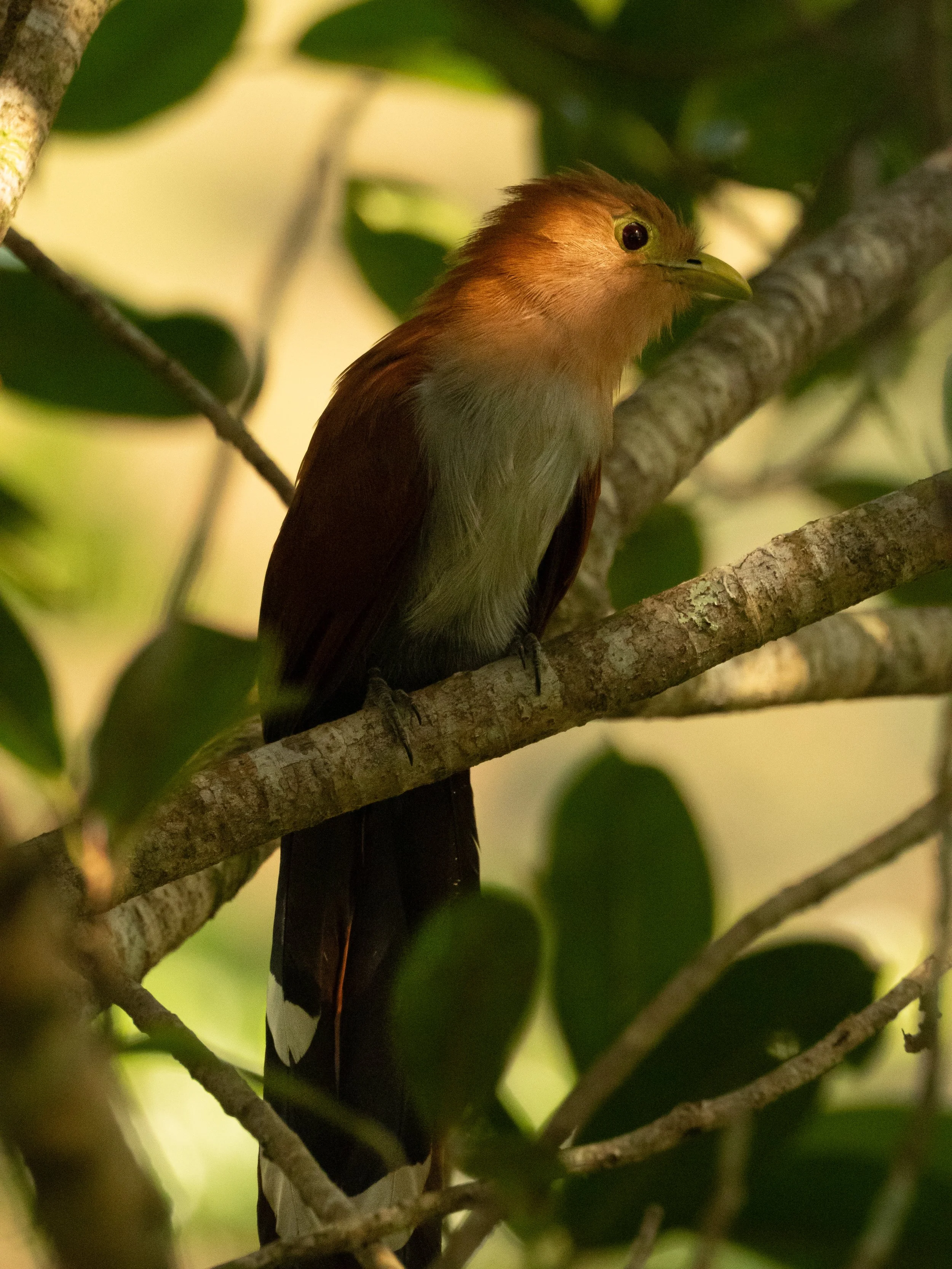 Birdwatching and Spanish lessons near Medellín
