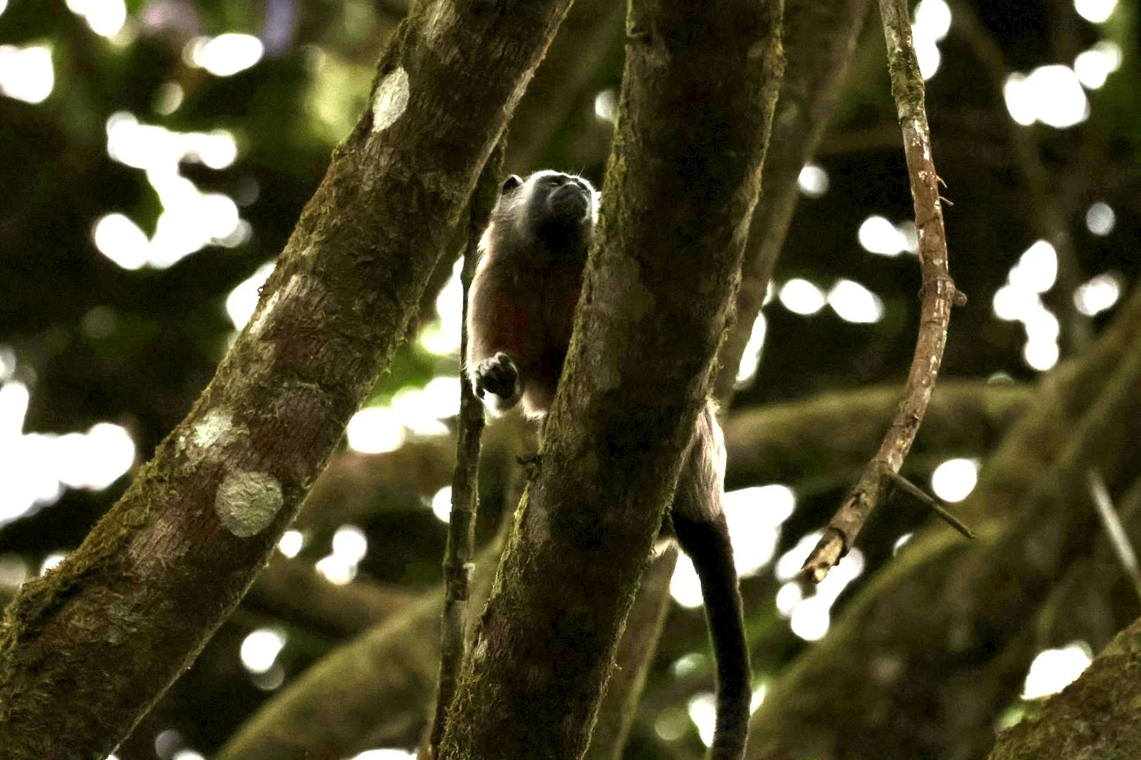 A small mammal, possibly a civet or lemur, climbing a tree in a dense forest with sunlight filtering through the leaves.