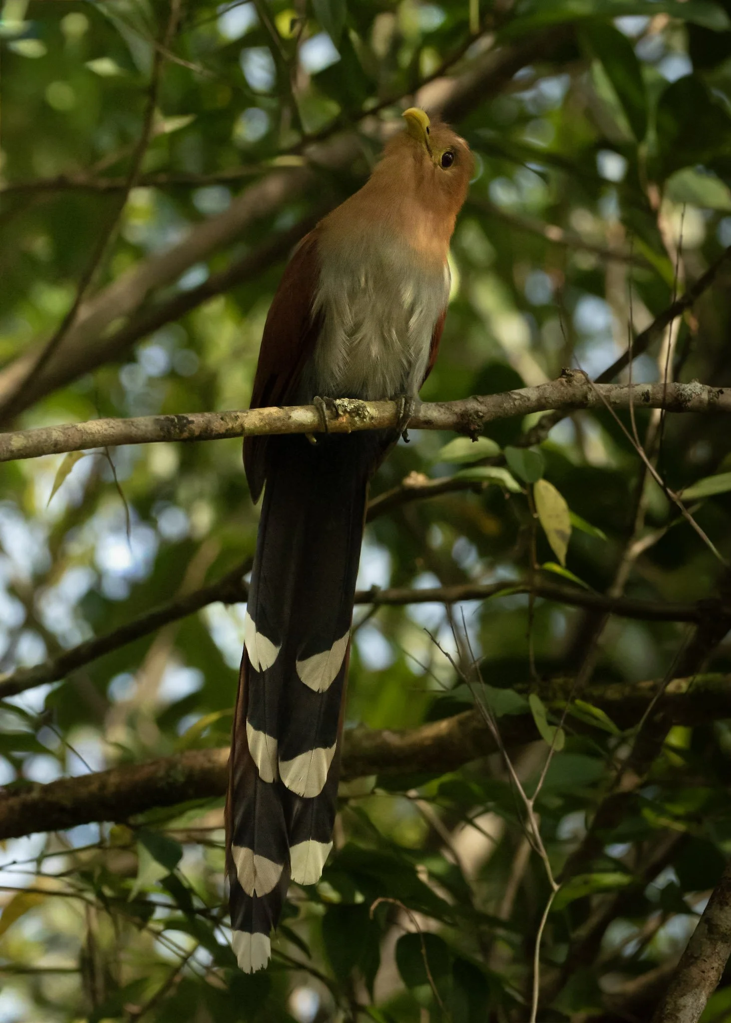 A bird with a yellow head and a long black and white tail perched on a tree branch, surrounded by green leaves.
