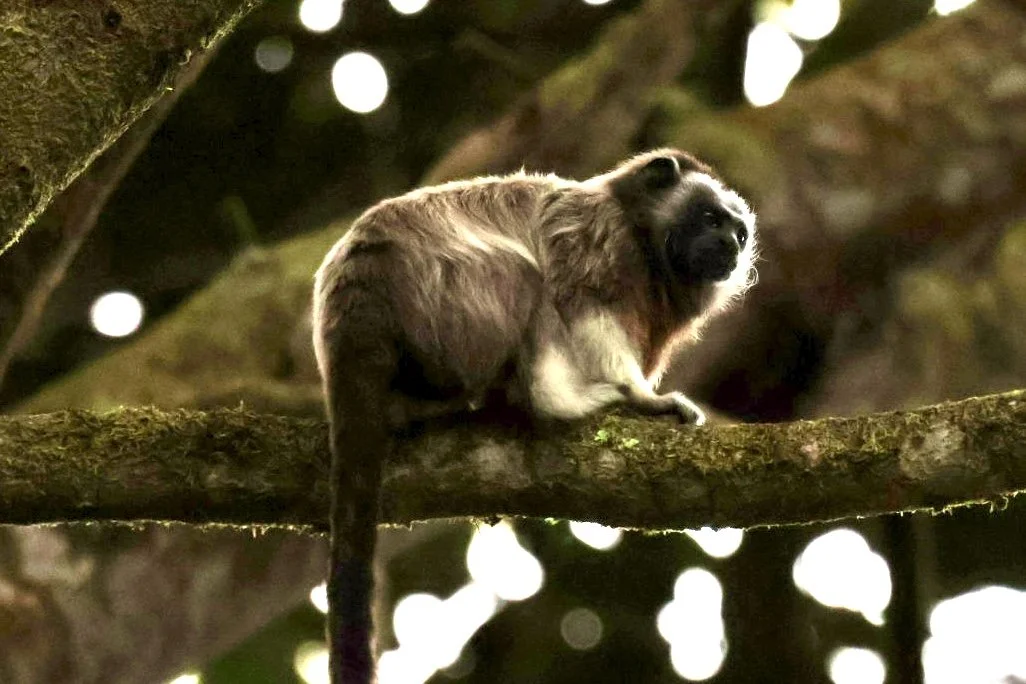 A fluffy monkey with brown and white fur sitting on a tree branch with a dark, blurry background and bright spots of light.