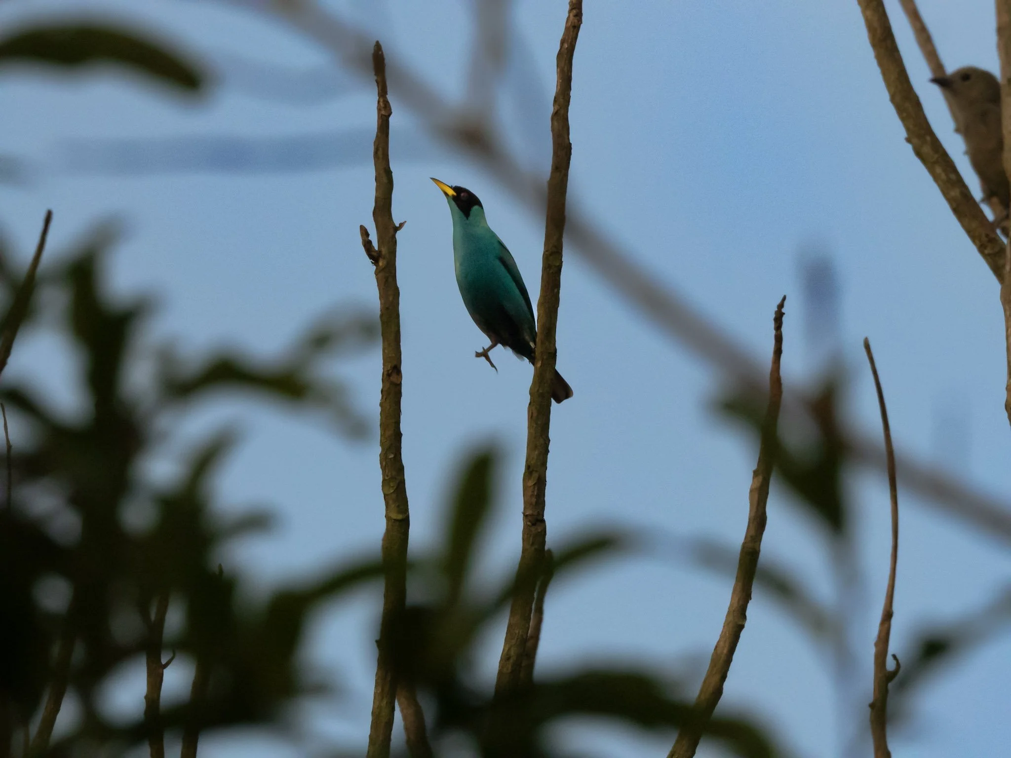 A vibrant blue-green bird perched on a thin tree branch against a soft blue sky, with blurred leaves in the foreground.