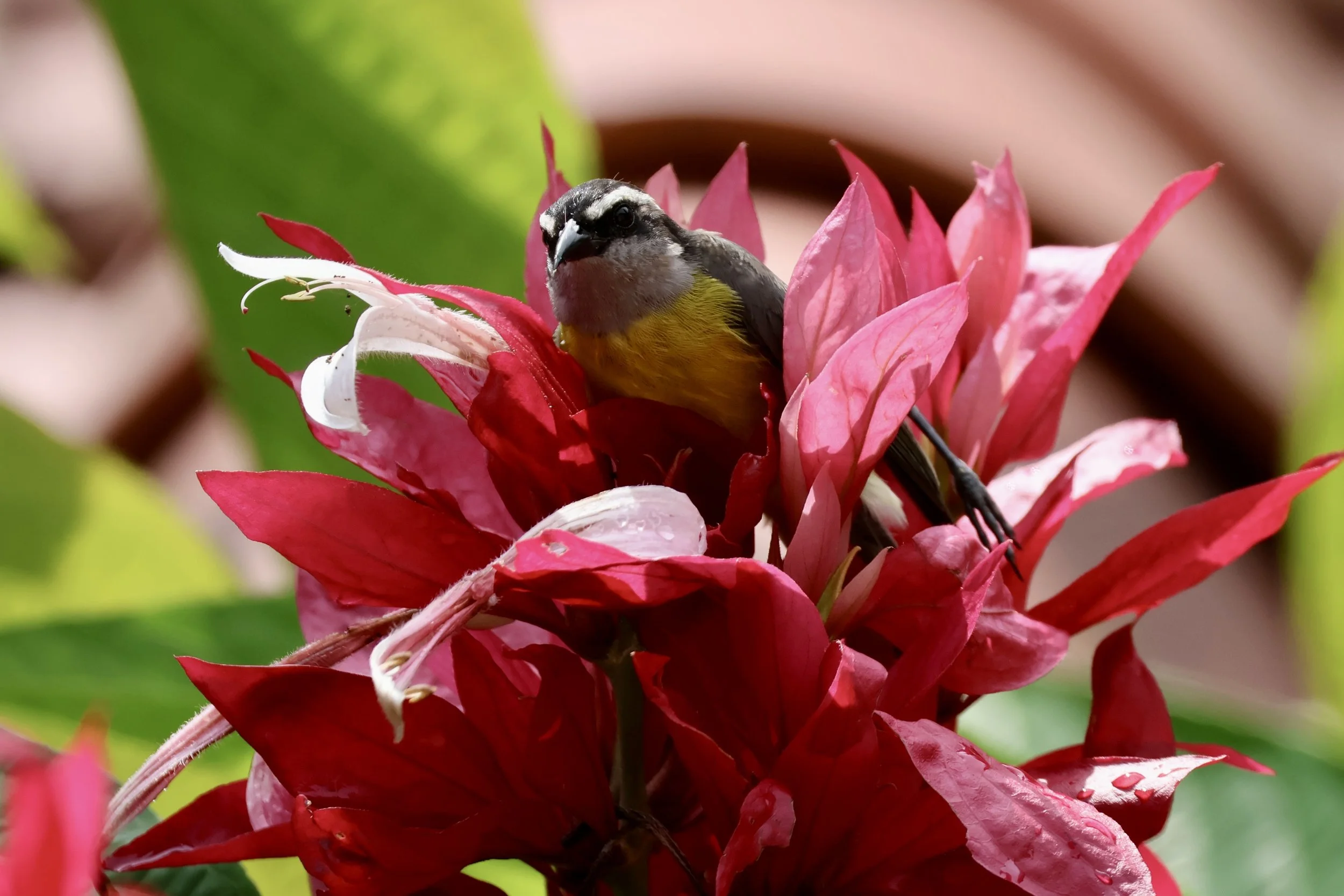 A small bird perched on a bright pink flower with green leaves in the background.