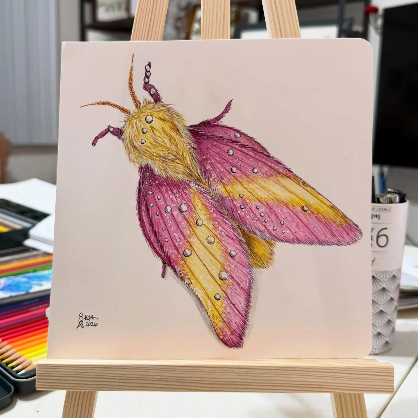 Rosy Maple Moth 🦋 FOR SALE $155 (original in frame)