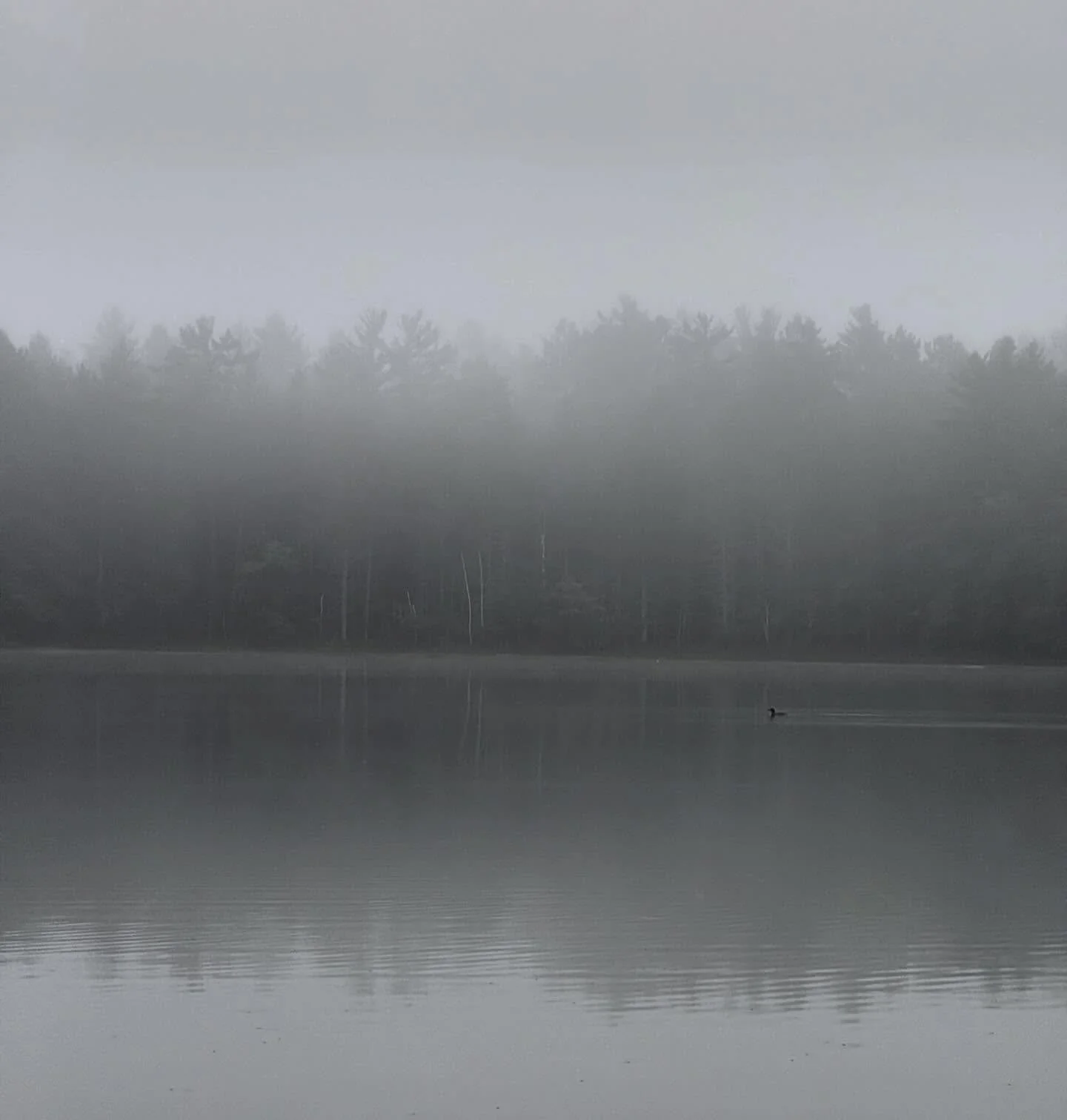 Up here in Northern WI this is a critical time of year as the Loons start to arrive back home from their migration. When we get rain in combination with cold (sometimes freezing) temperatures, it causes Loons to have to crash land, and sometimes that