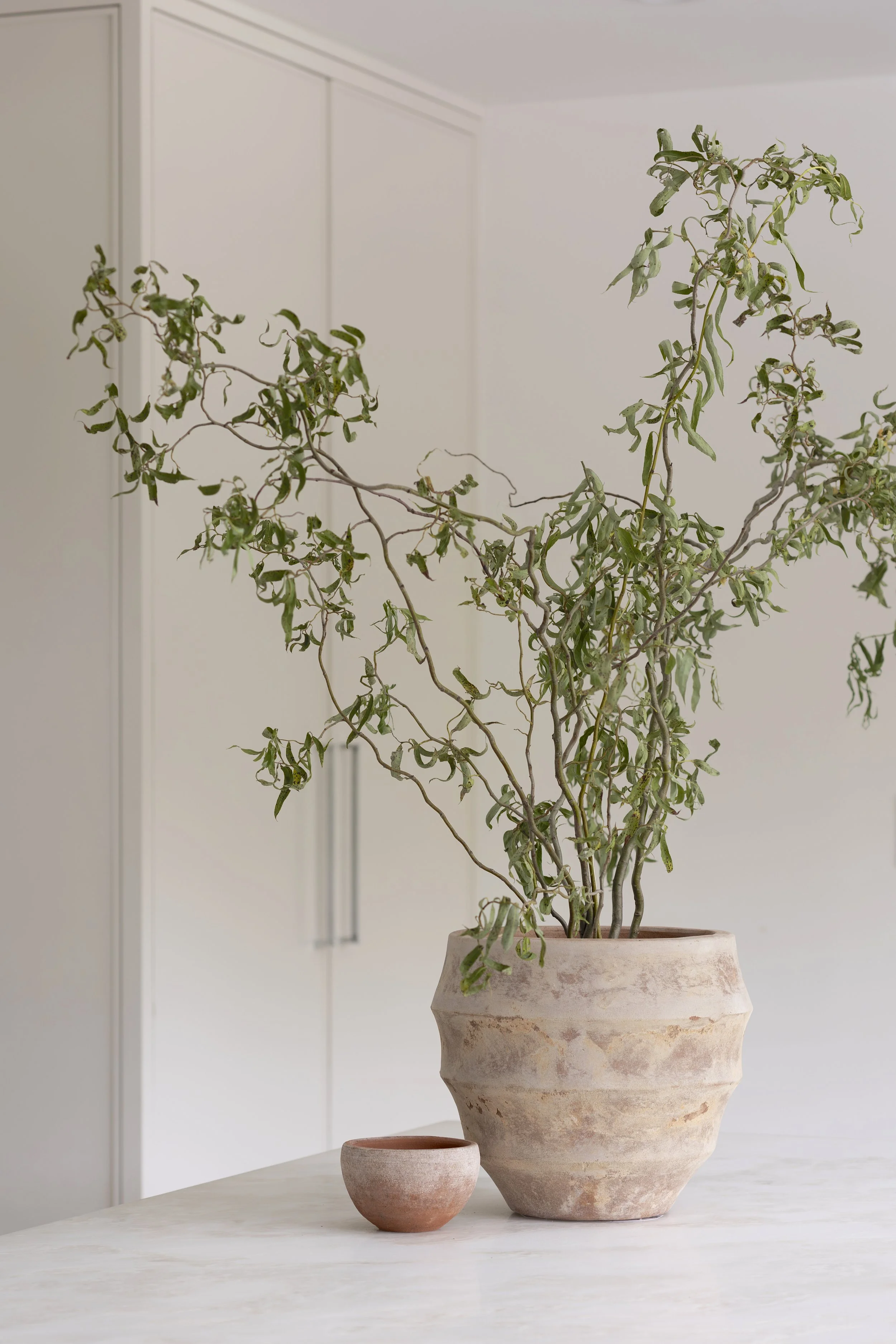 A potted plant with curly green leaves and thin branches on a white table, with a small matching pot beside it, against a minimalist background.