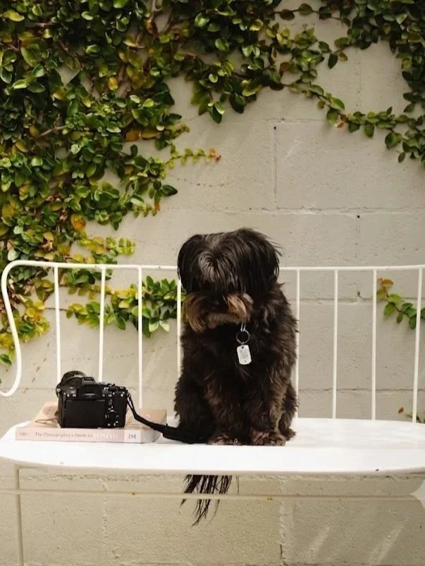 Small black and brown dog sitting on a white metal bench next to a camera and a book, with a wall and green foliage in the background.