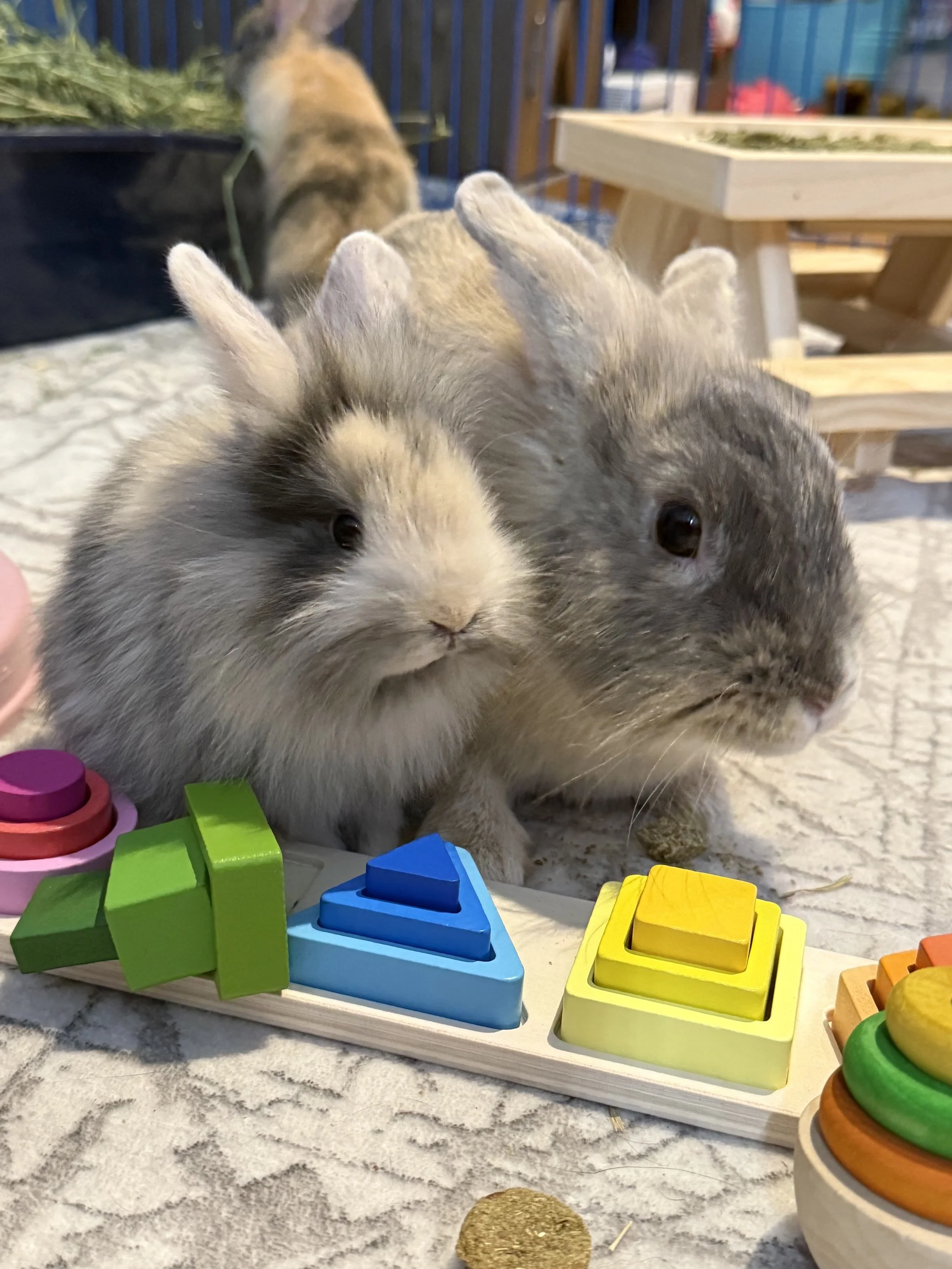 Three adorable baby rabbits, one with black and white fur, the others with gray fur, in a cozy indoor setting with colorful wooden geometric toys and a pet enclosure.