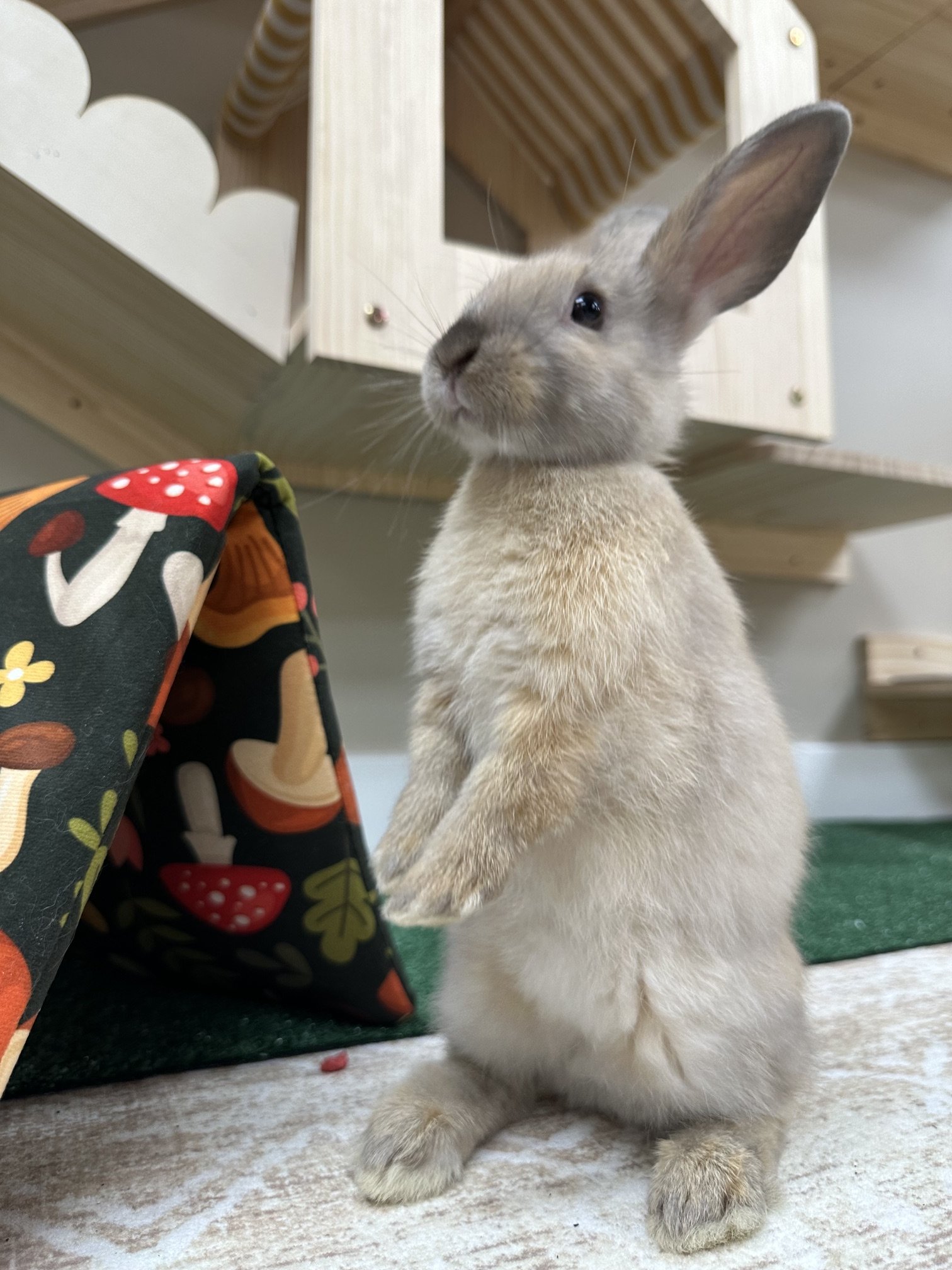 A young light-colored bunny with large ears holding a paw of a person's arm with a black glove decorated with colorful mushrooms and flowers. The bunny is near a wooden cat-shaped house with a striped interior, on a green and beige floor.