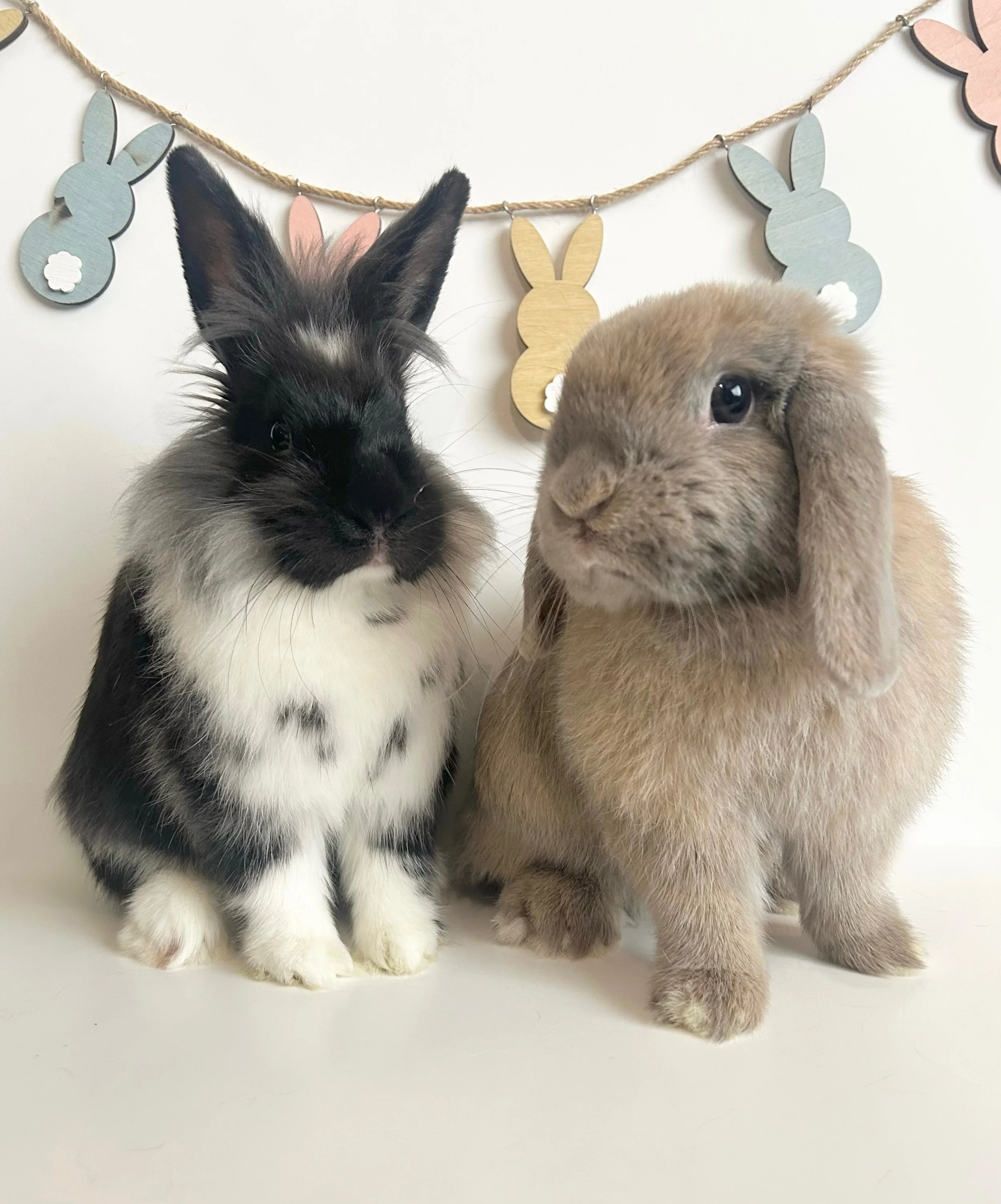 Two adorable rabbits, one black and white with long ears and fluffy fur, and the other brown with floppy ears, are positioned in front of a white background. Above them hangs a decorative garland with pastel-colored bunny cutouts.