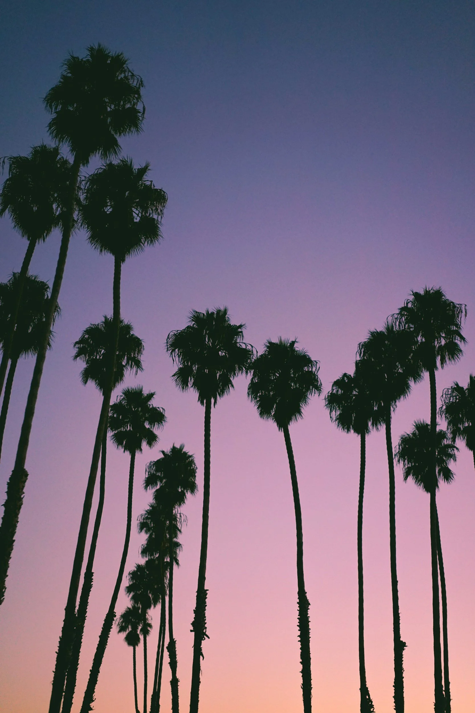 palm trees at dusk
