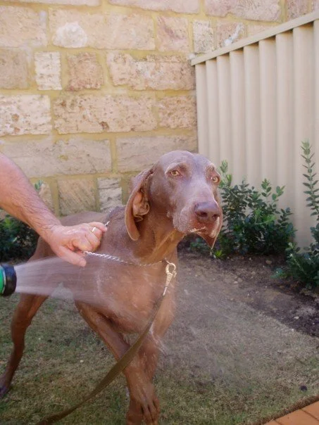A Weimaraner being sprayed with water from a hose in a yard with brick wall and plants.