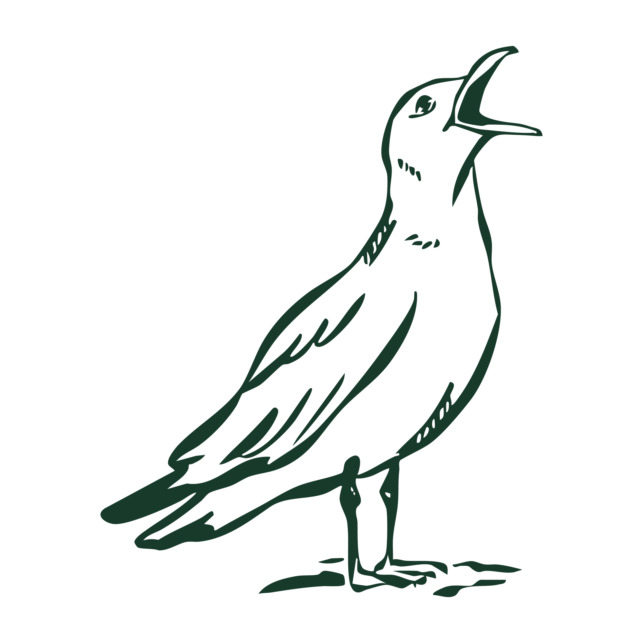 Seagull illustration