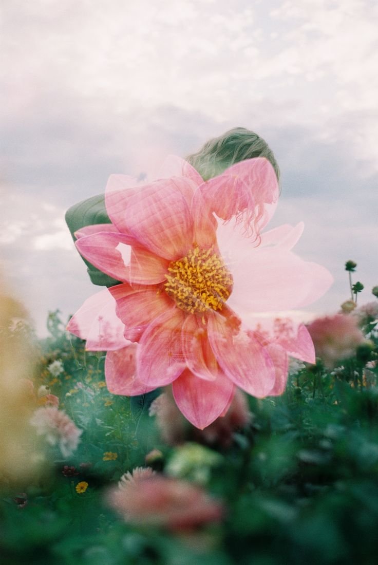 A person with curly hair standing in a field of pink flowers, with a large pink flower overlapping their face, creating a layered effect against a cloudy sky.