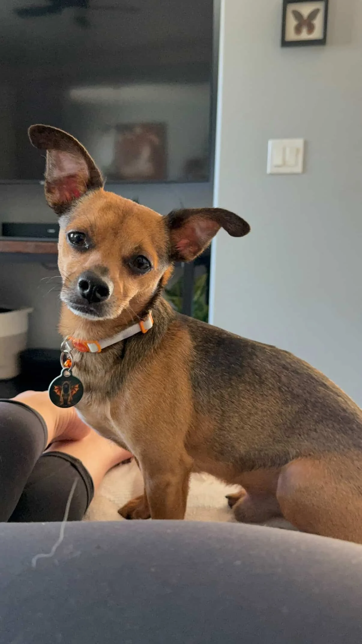 Juvenile and Adult Dog Sponsorship