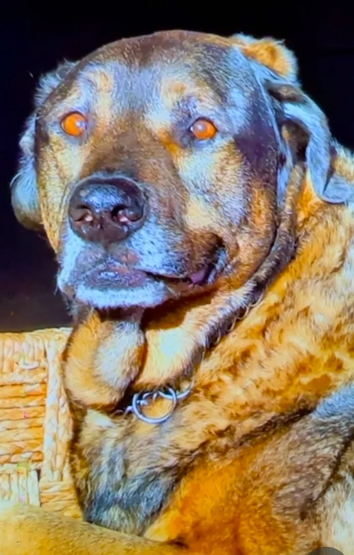 Senior, medical and long-term care