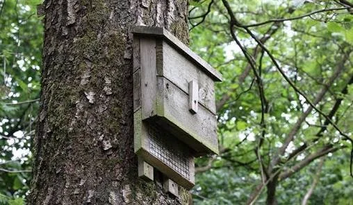 The Benefits of a Bat House: Encouraging Bats to Stay Away from Your Home