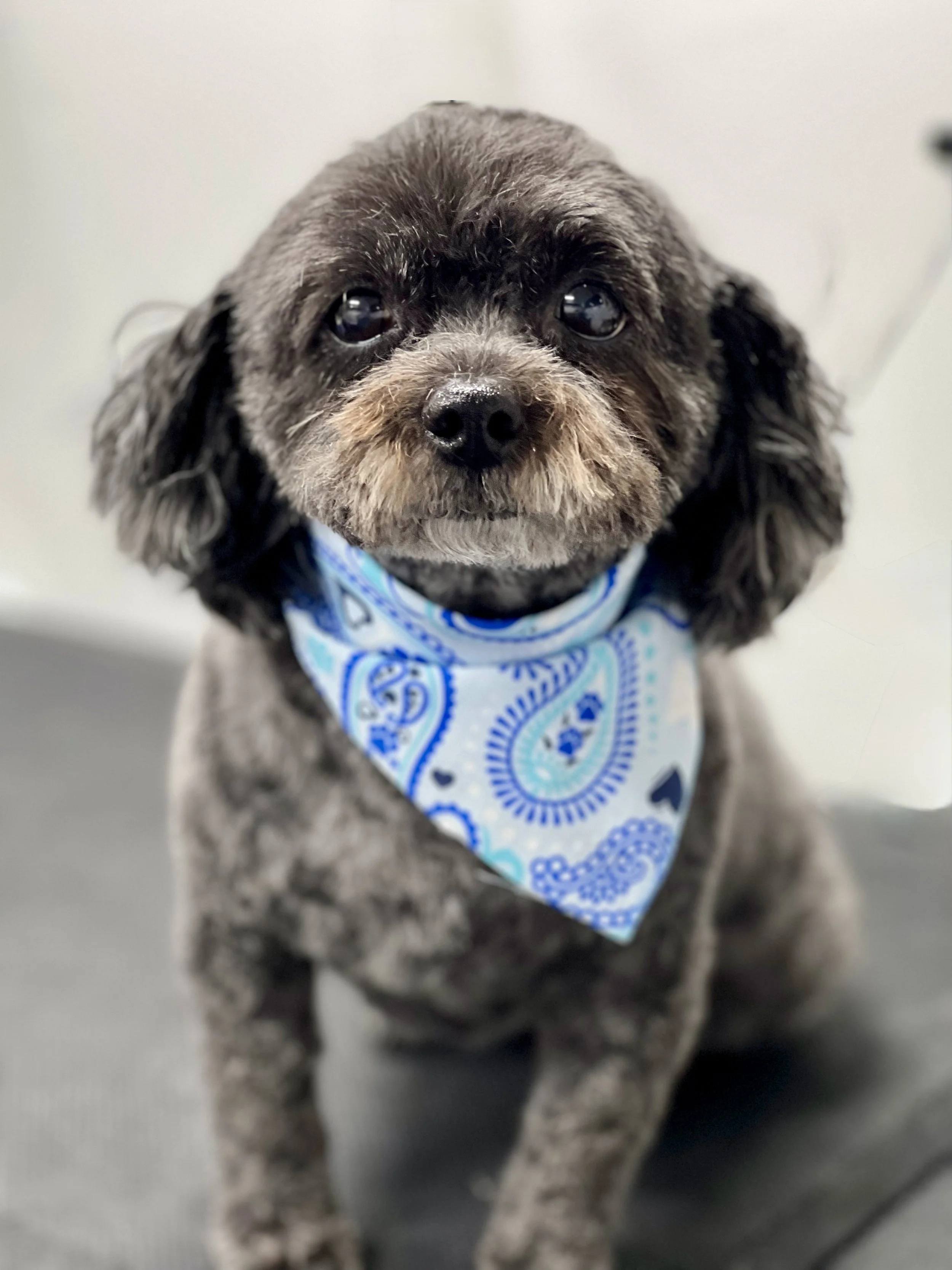 A small dog with curly fur, dark eyes, and a blue and white bandana around its neck, sitting on a gray surface.