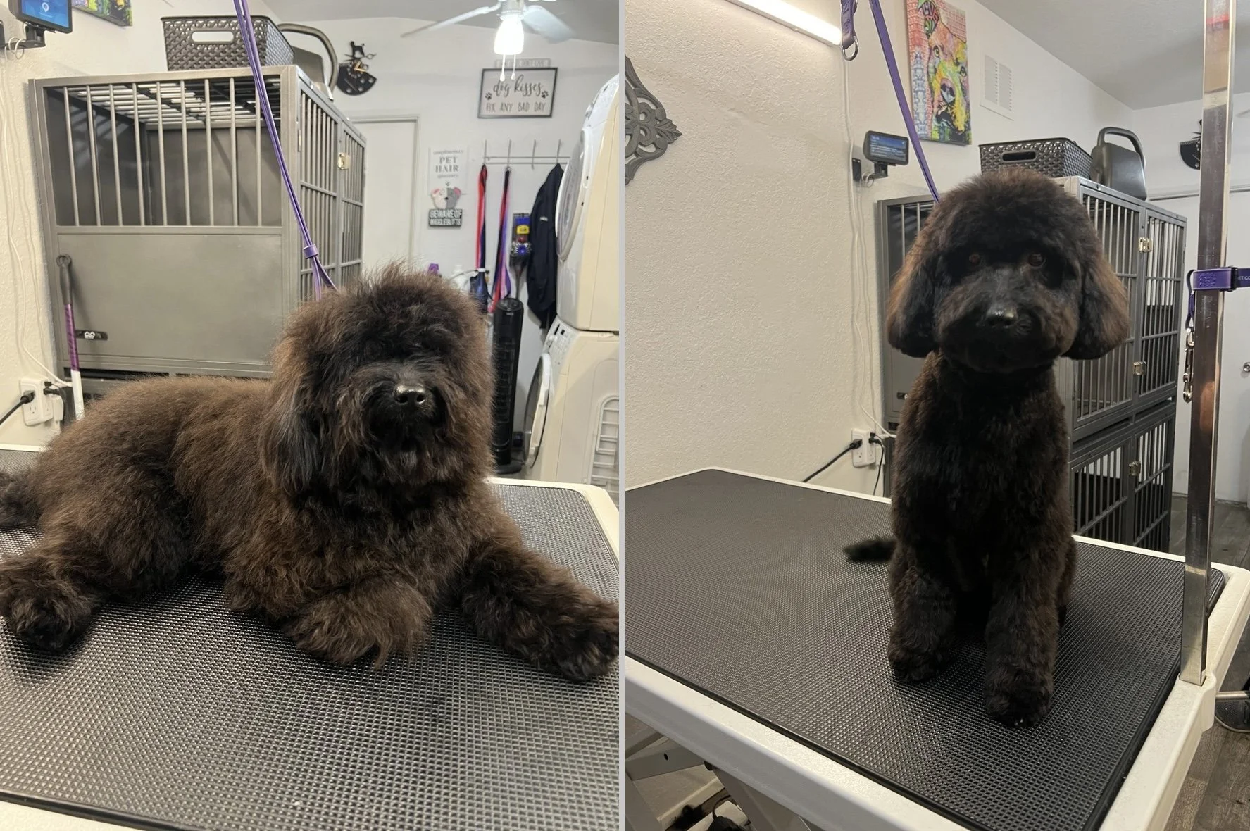 Side-by-side photos of a black mini-poodle on a grooming table before and after grooming. In the first photo, the dog has long, fluffy fur. In the second photo, the dog's fur is trimmed shorter, looking well-groomed.