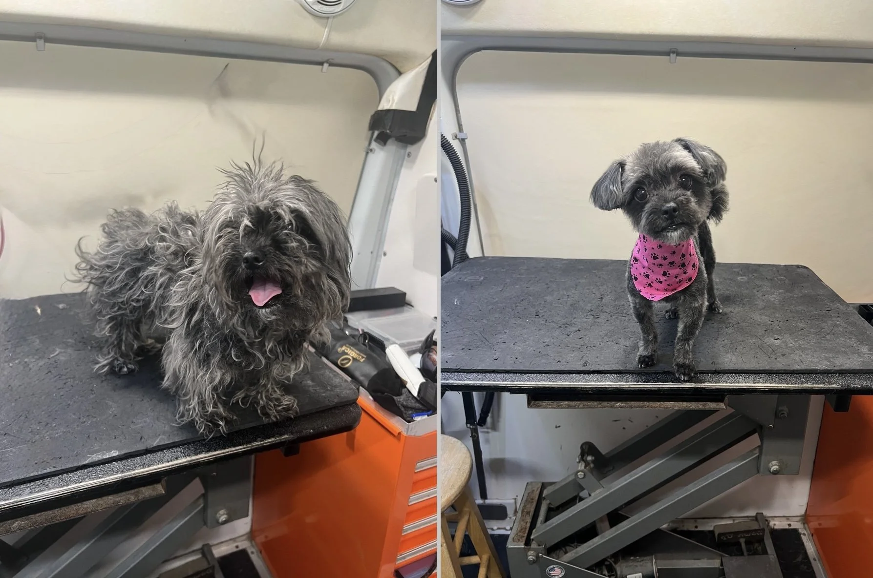 Side-by-side photos of a dog on a grooming table before and after grooming. In the first photo, the dog has long, matted fur. In the second photo, the dog's fur is trimmed shorter, looking well-groomed. The dog is a small breed.