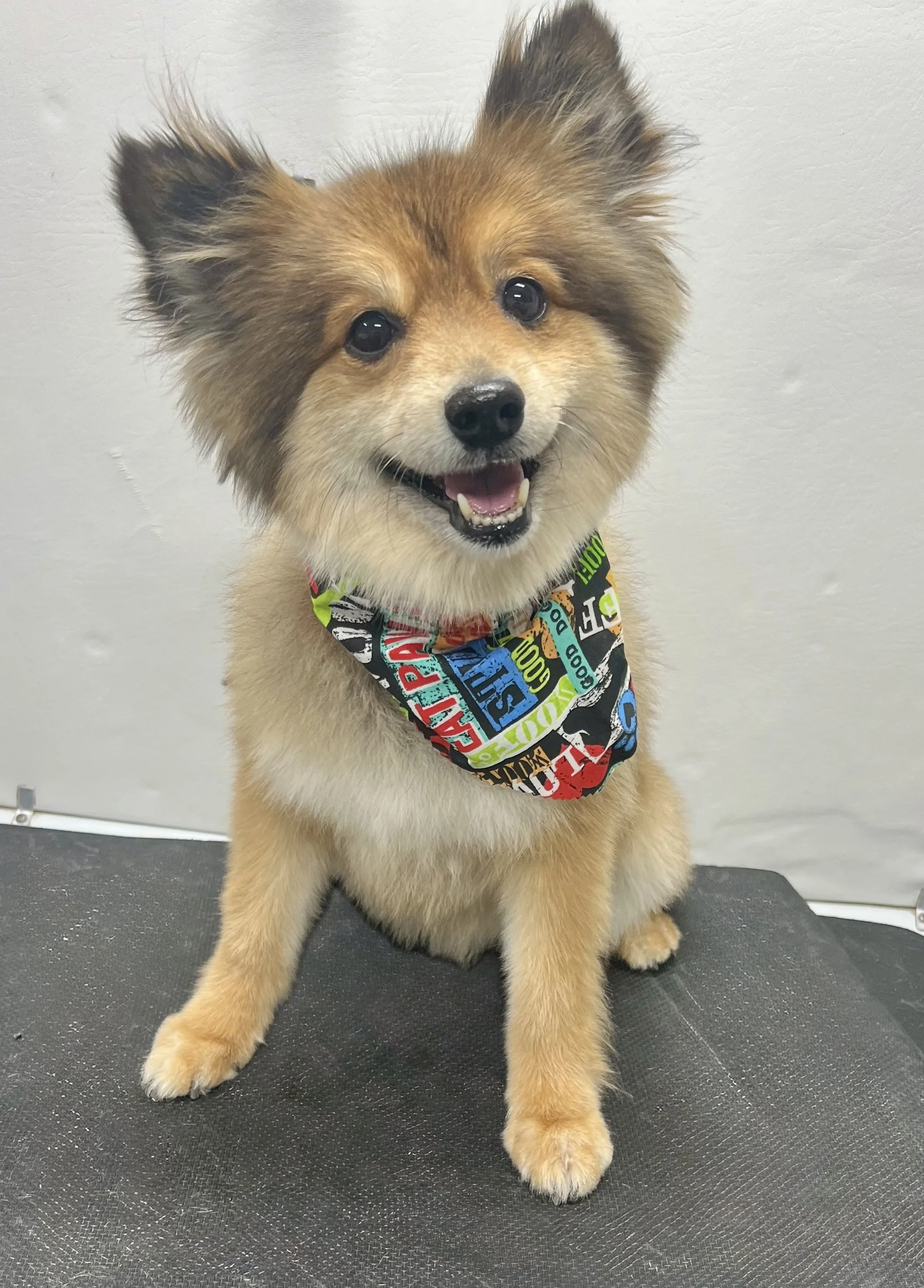 A small, fluffy dog sitting on a black grooming table, wearing a colorful bandana with various text and images, smiling with its mouth open and looking at the camera.