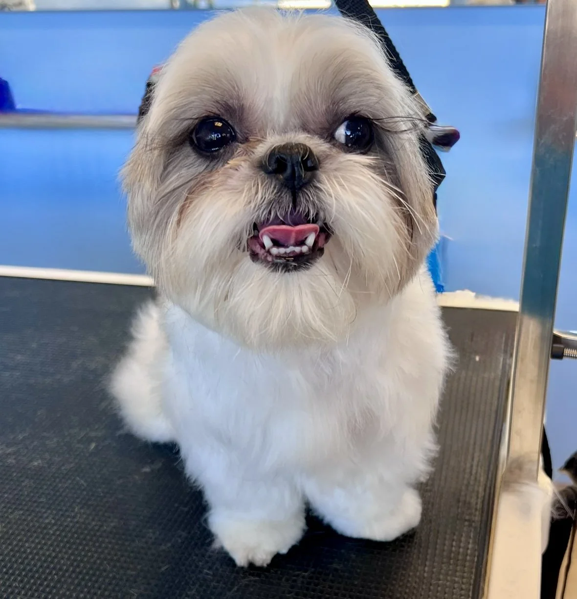 Cute Shih Tzu dog with a happy expression, standing on a grooming table at a veterinary or pet grooming facility.