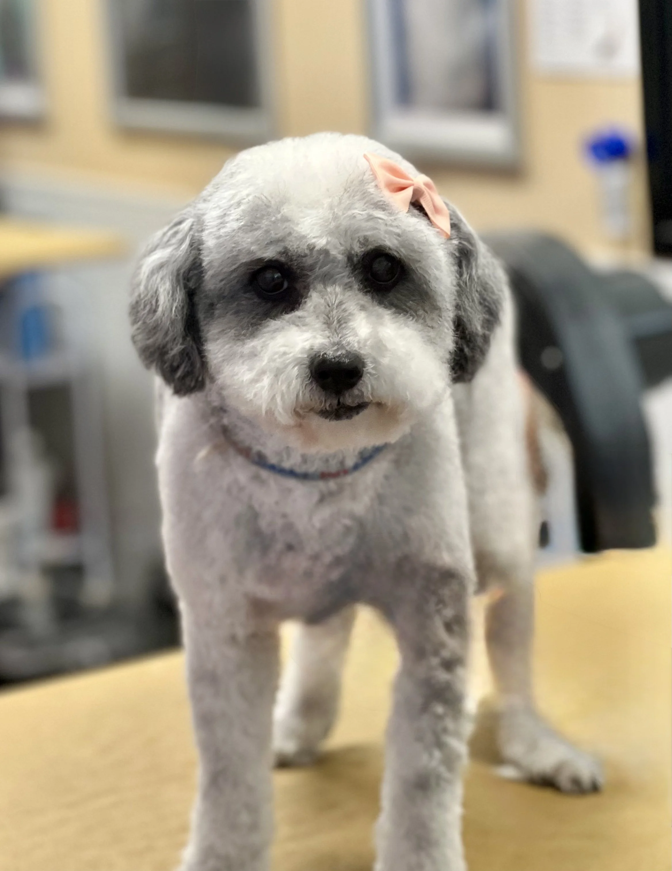 Cute puppy with a bow on its head, standing on a grooming table.