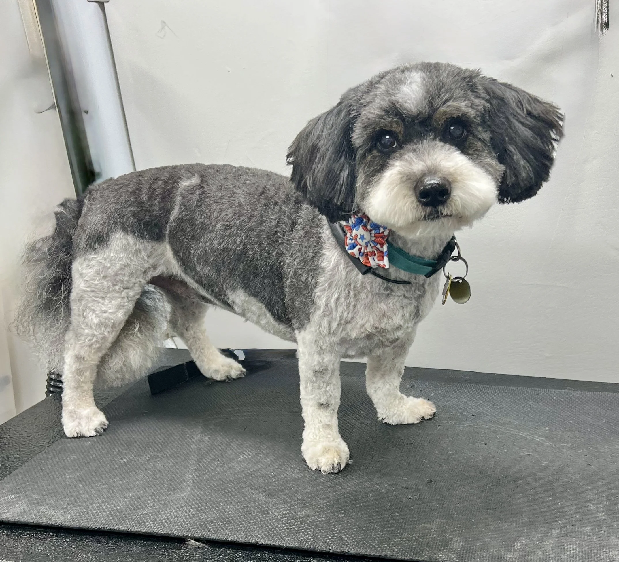 Cute dog with a gray and white curly coat, standing on a grooming table, looking at the camera.