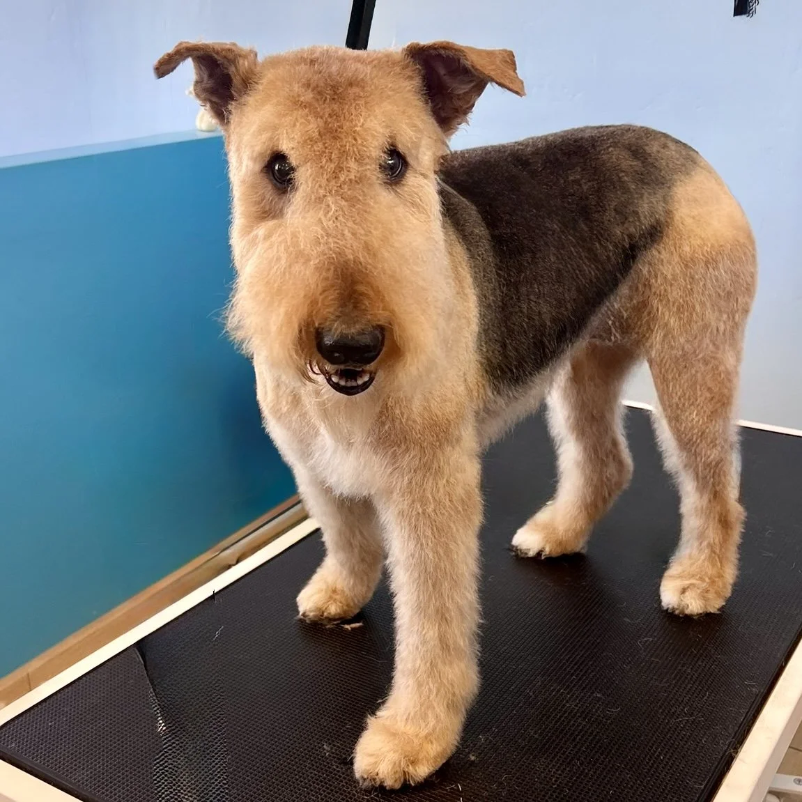 A dog with a tan face and legs, and a black and tan body, standing on a black grooming table.