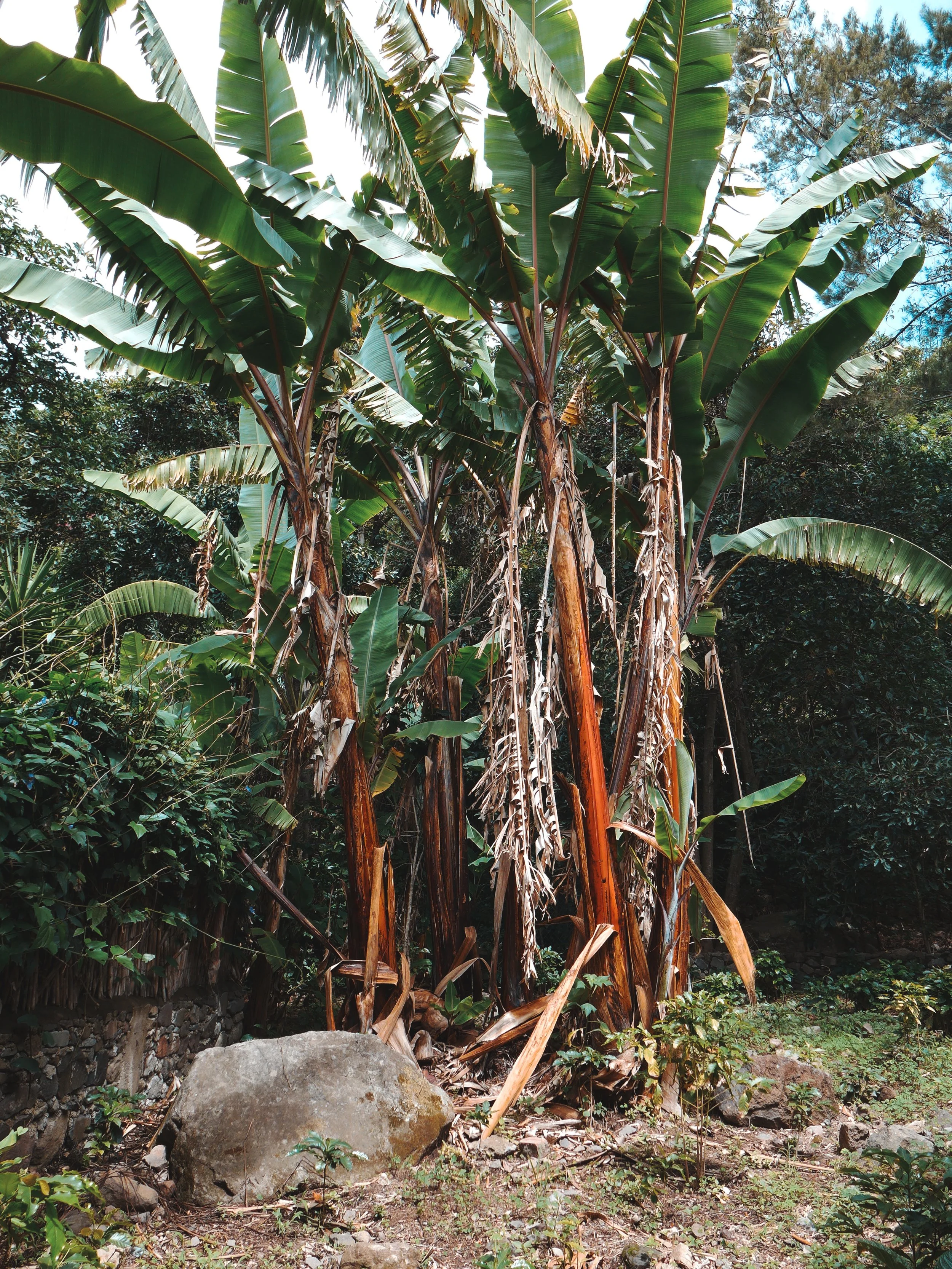 BananaTrees.jpg