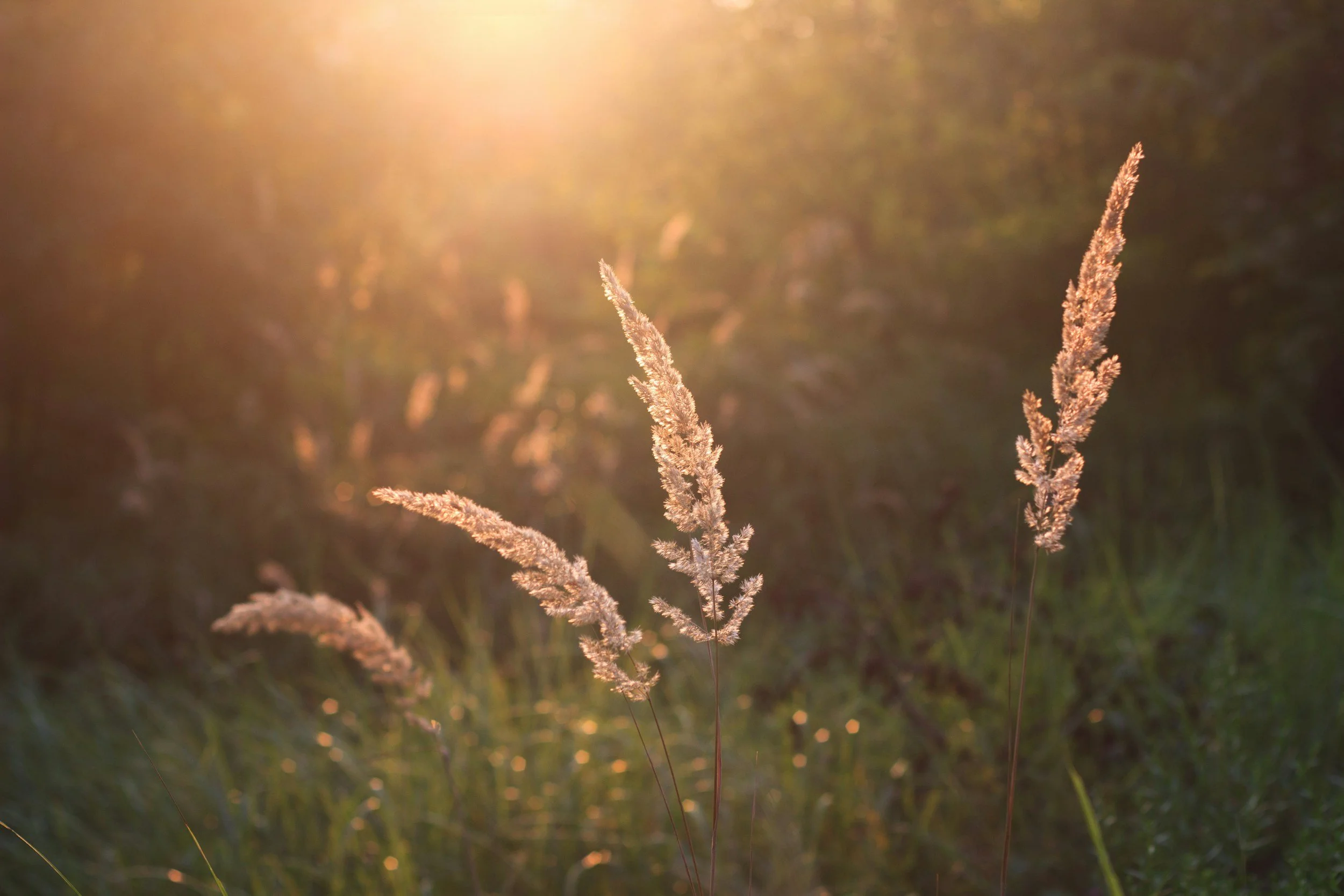 Close-up of tall grass or reed plants illuminated by warm sunlight, with a blurry background of greenery.