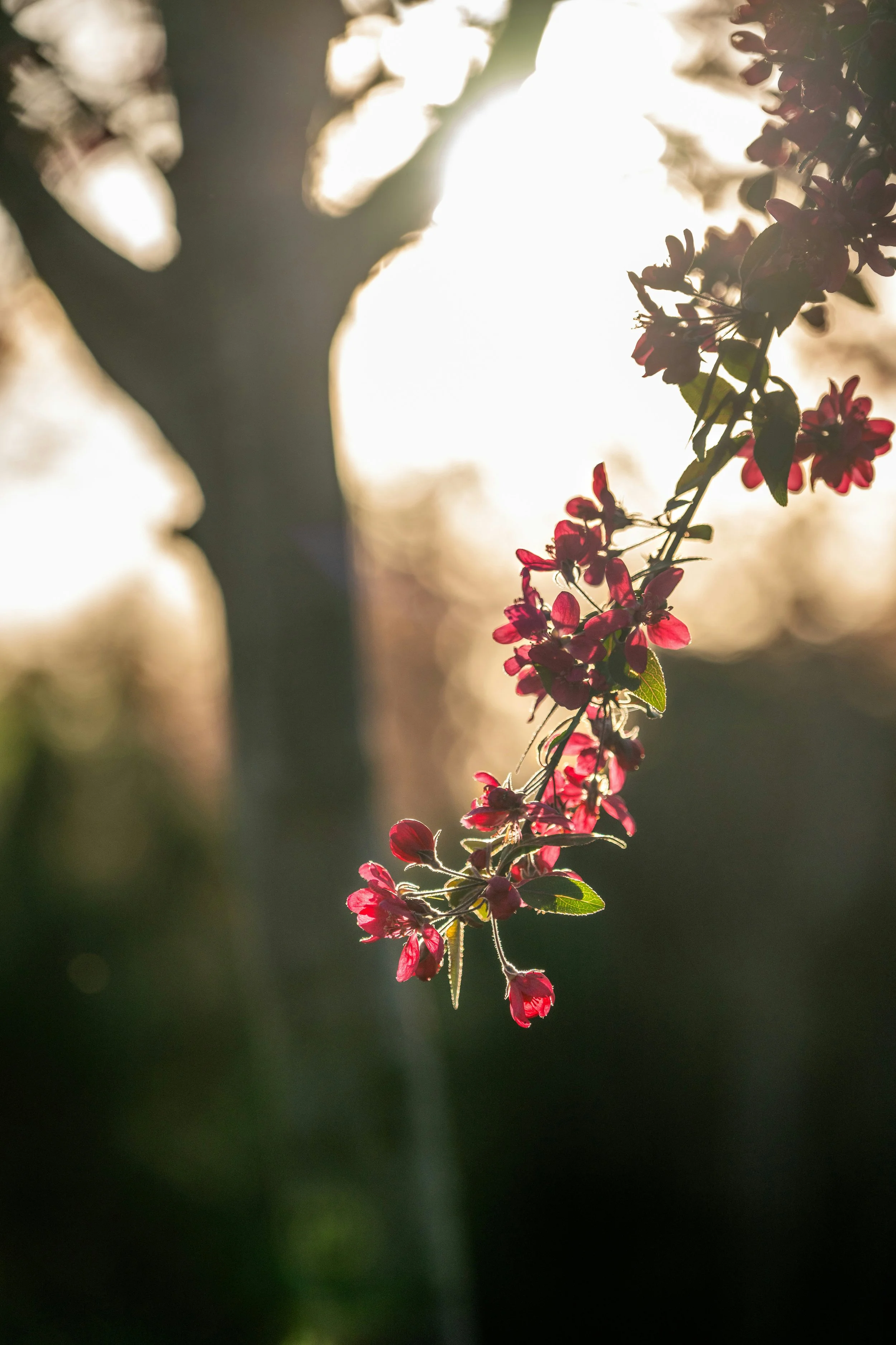 Close-up of small pink flowers hanging from a branch with sunlight in the background.