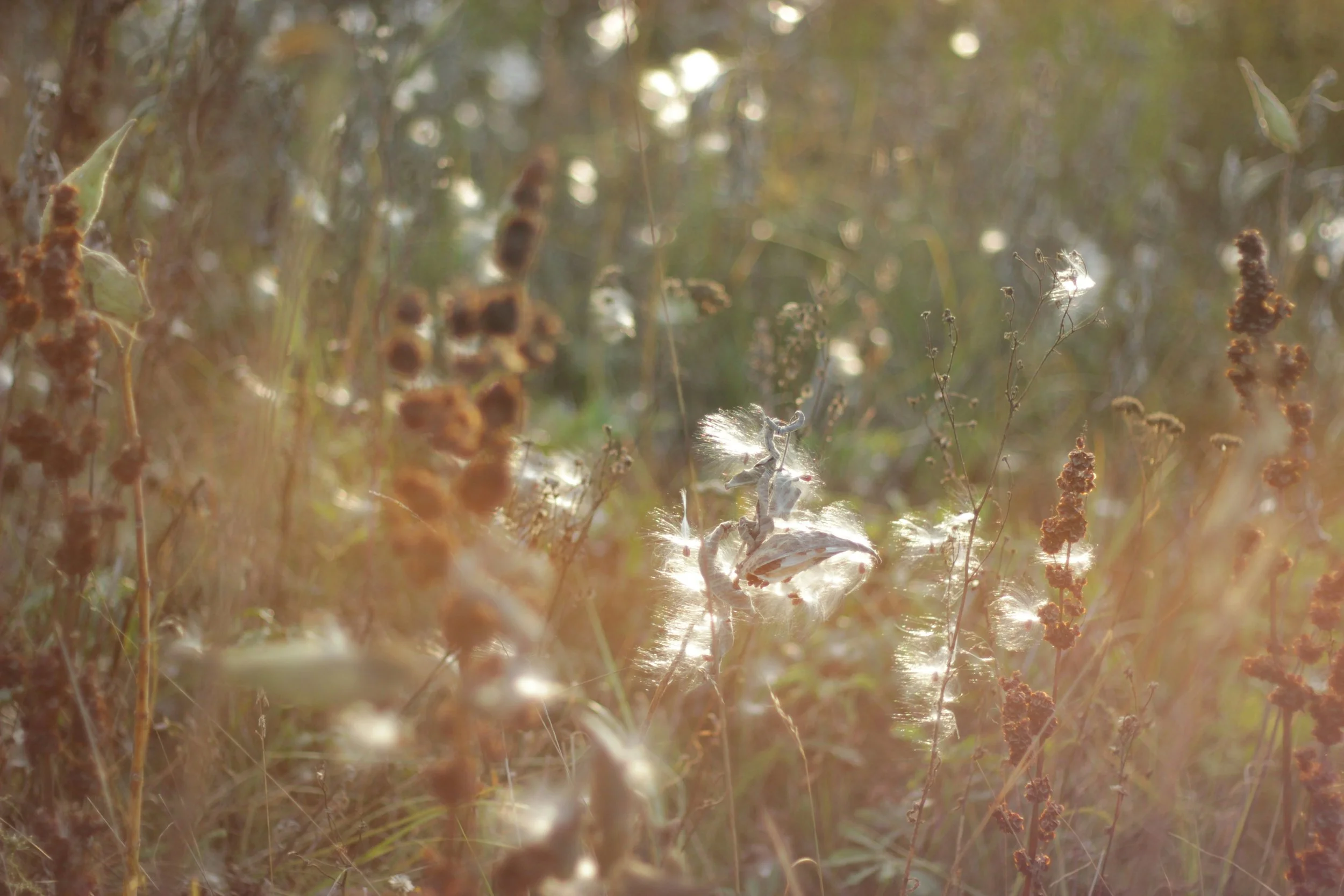 A close-up view of dry, brown wildflowers and seed heads in a sunlit field, with a soft, warm glow and some fluffy seed dispersals catching the sunlight.