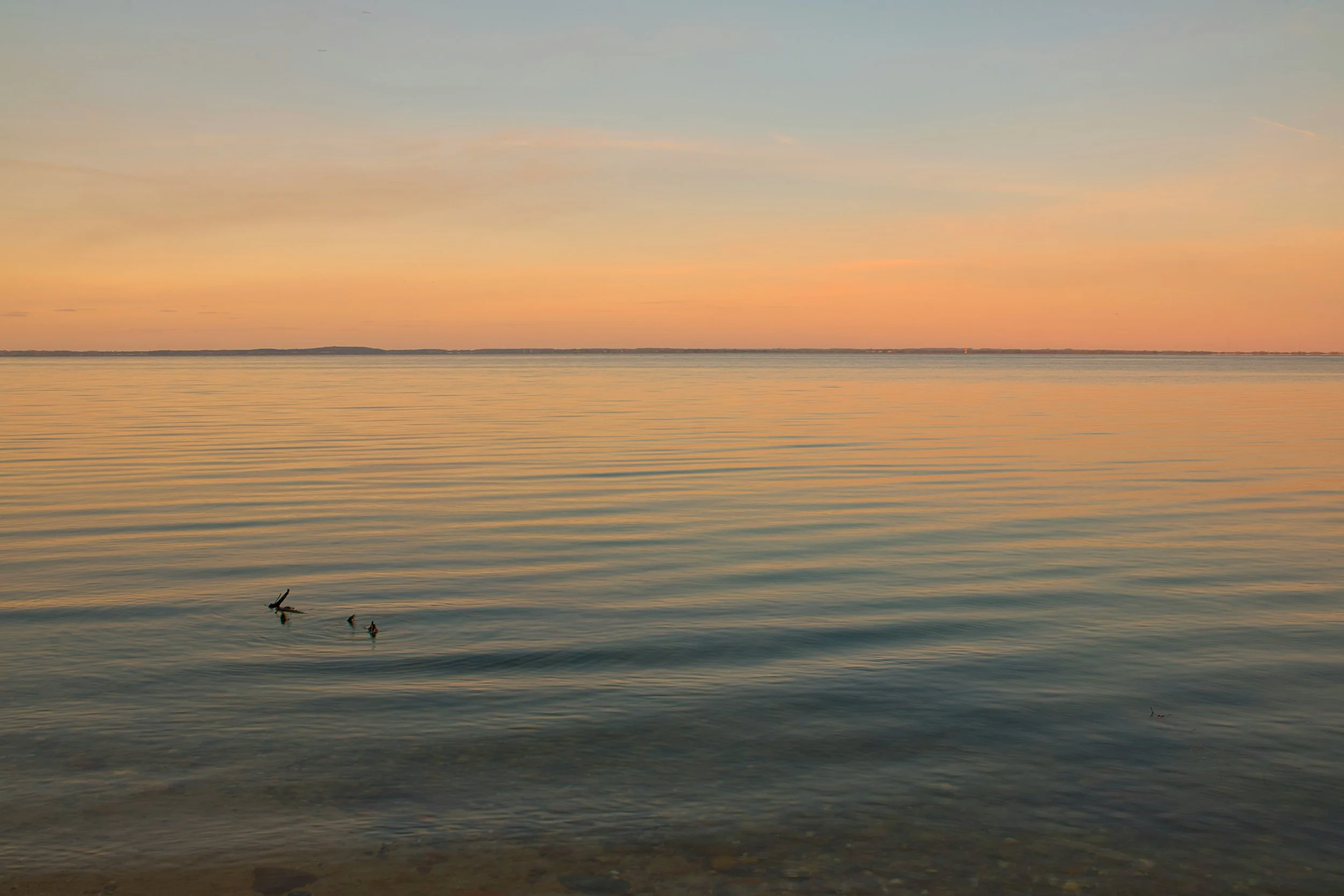 Calm body of water with a pastel-colored sky at sunset or sunrise, distant shoreline on the horizon, and a few ducks swimming near the shore.