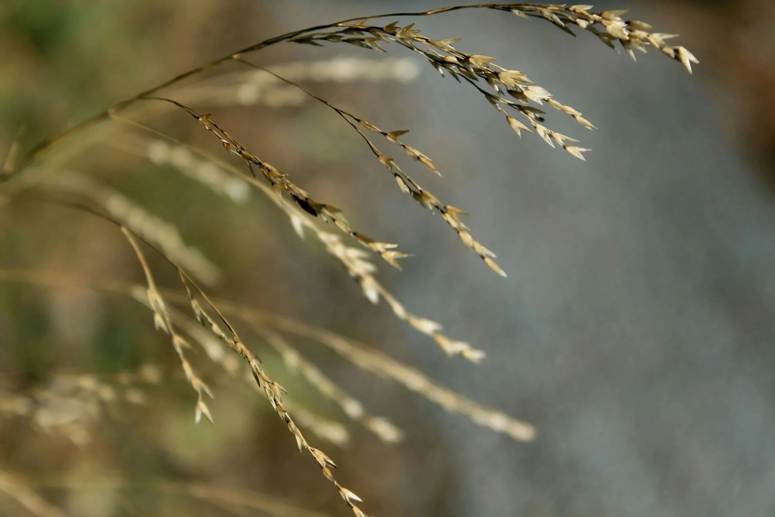 Close-up of beige grass seed heads with slender stems against a blurred background.