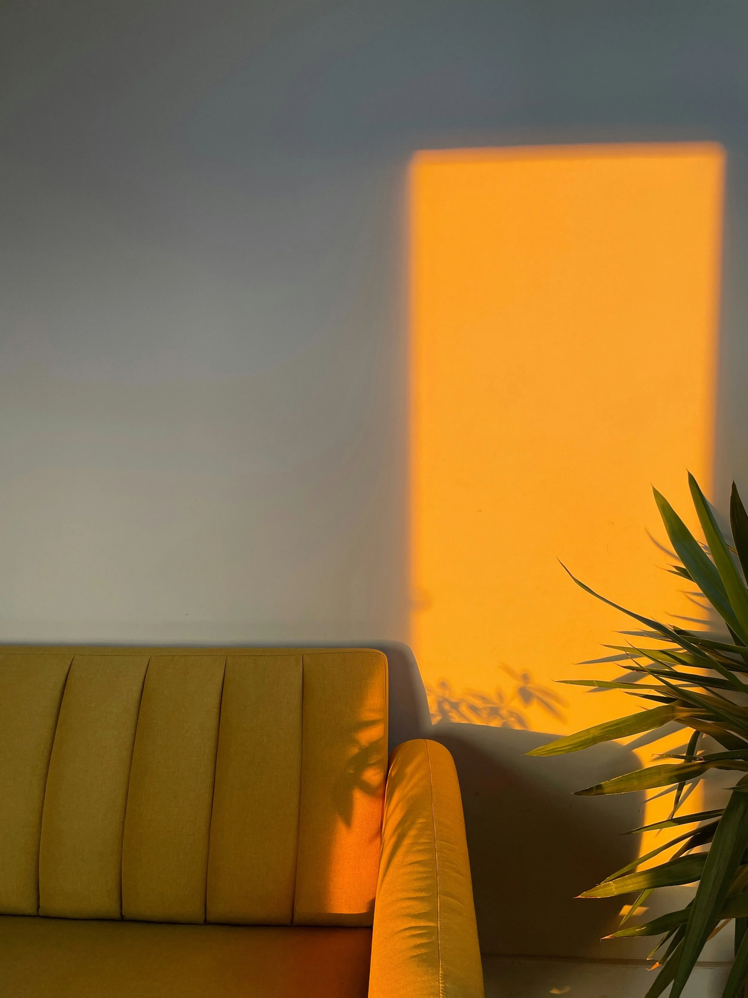 A yellow sofa with a potted plant to the right, casting a shadow on the wall illuminated by warm orange sunlight