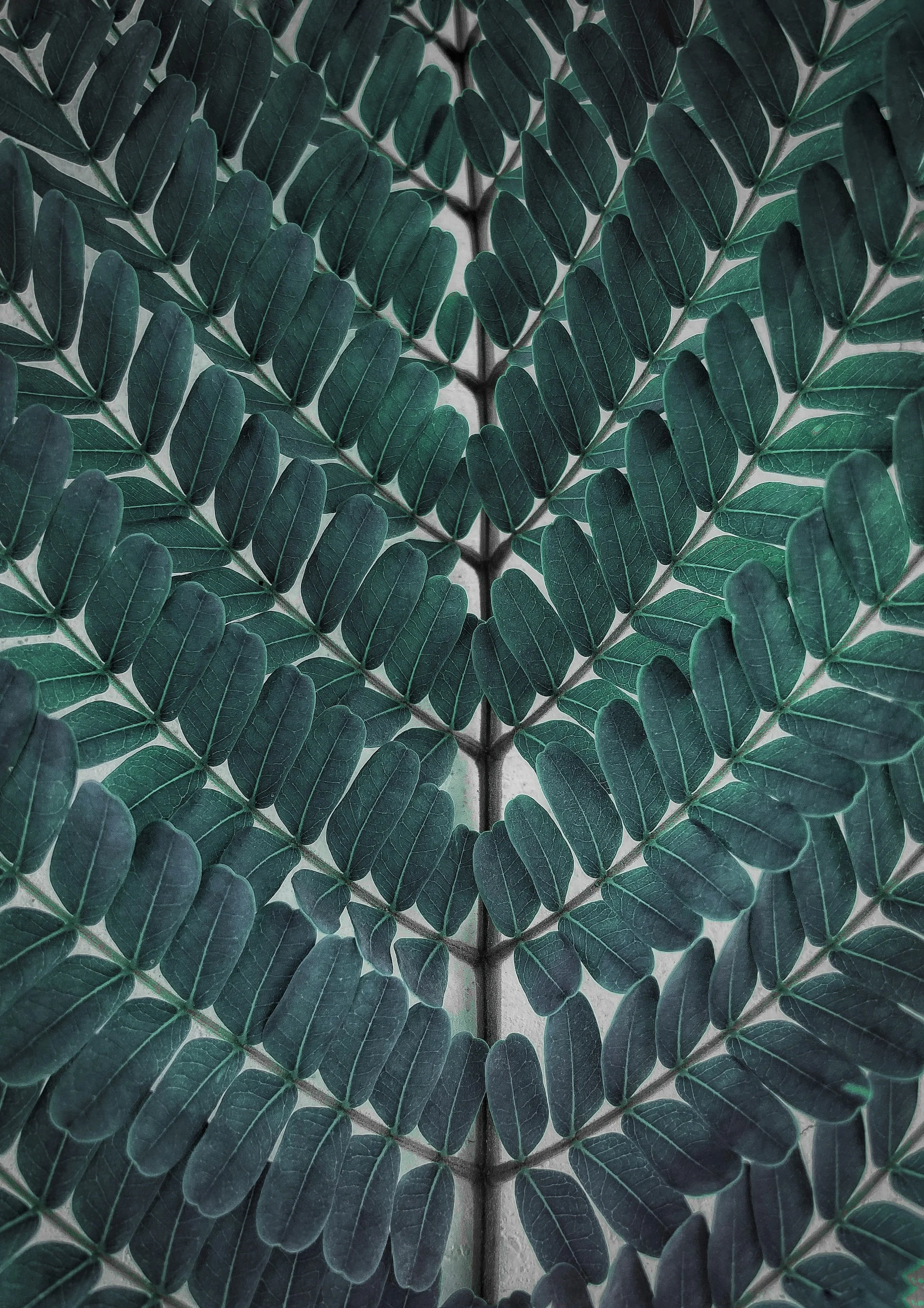 Close-up of green fern leaves with multiple leaflets on a single stem.